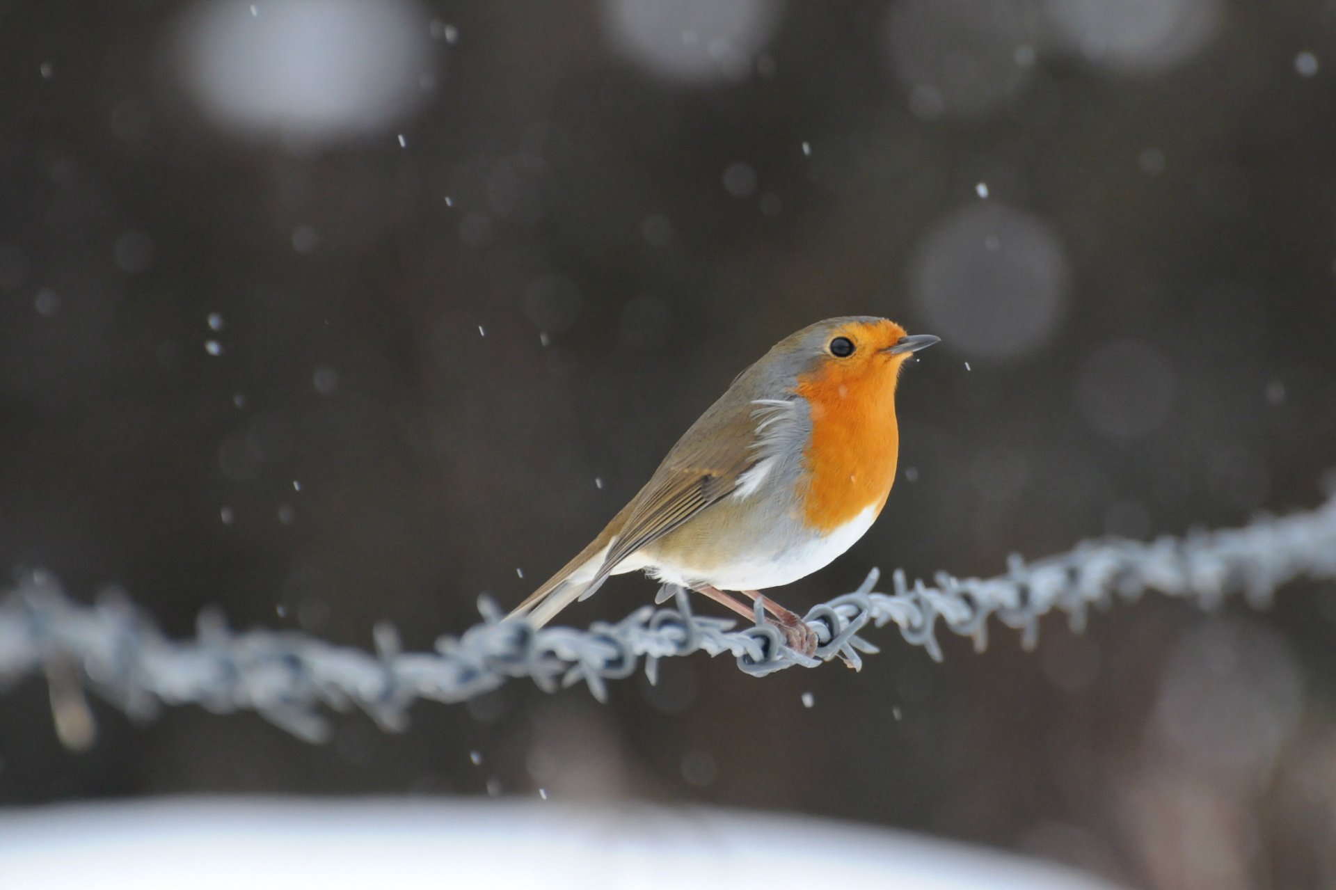 rotkehlchen vogel vogel draht schnee blendung