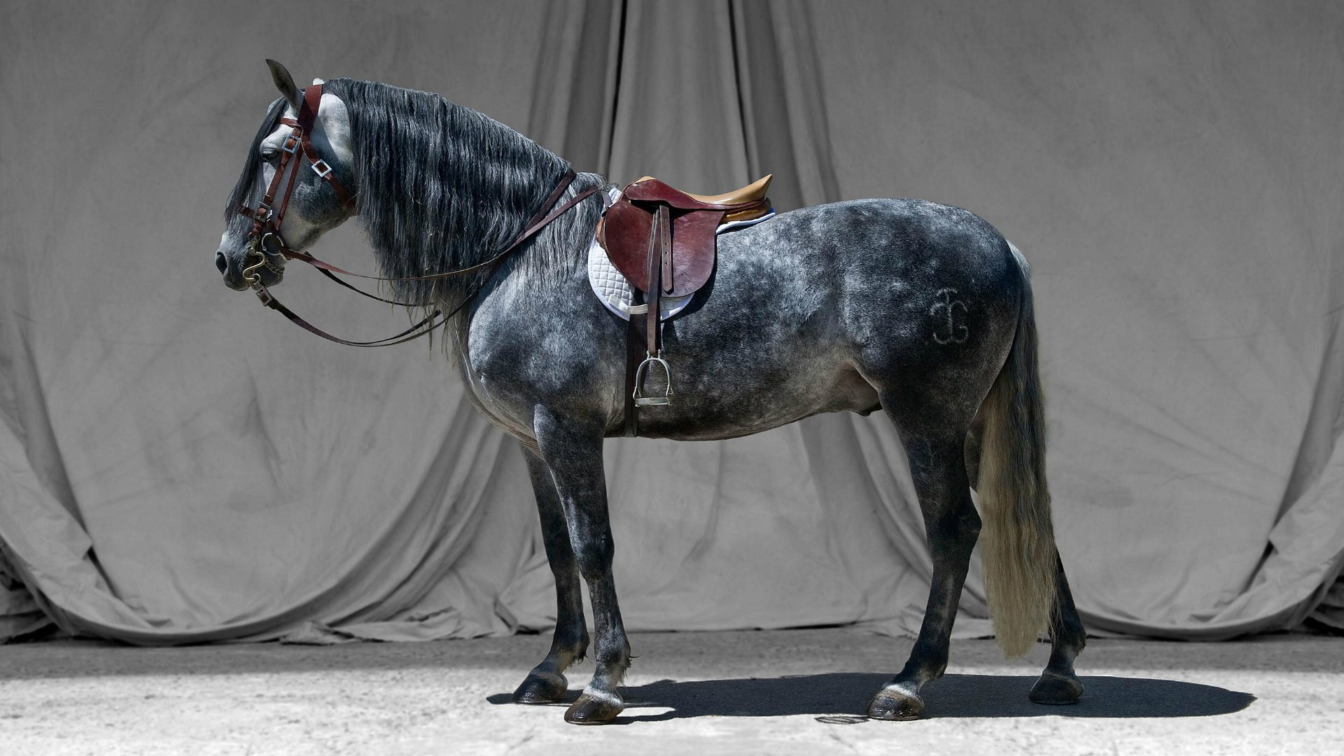 cavallo stallone grigio briglia sella