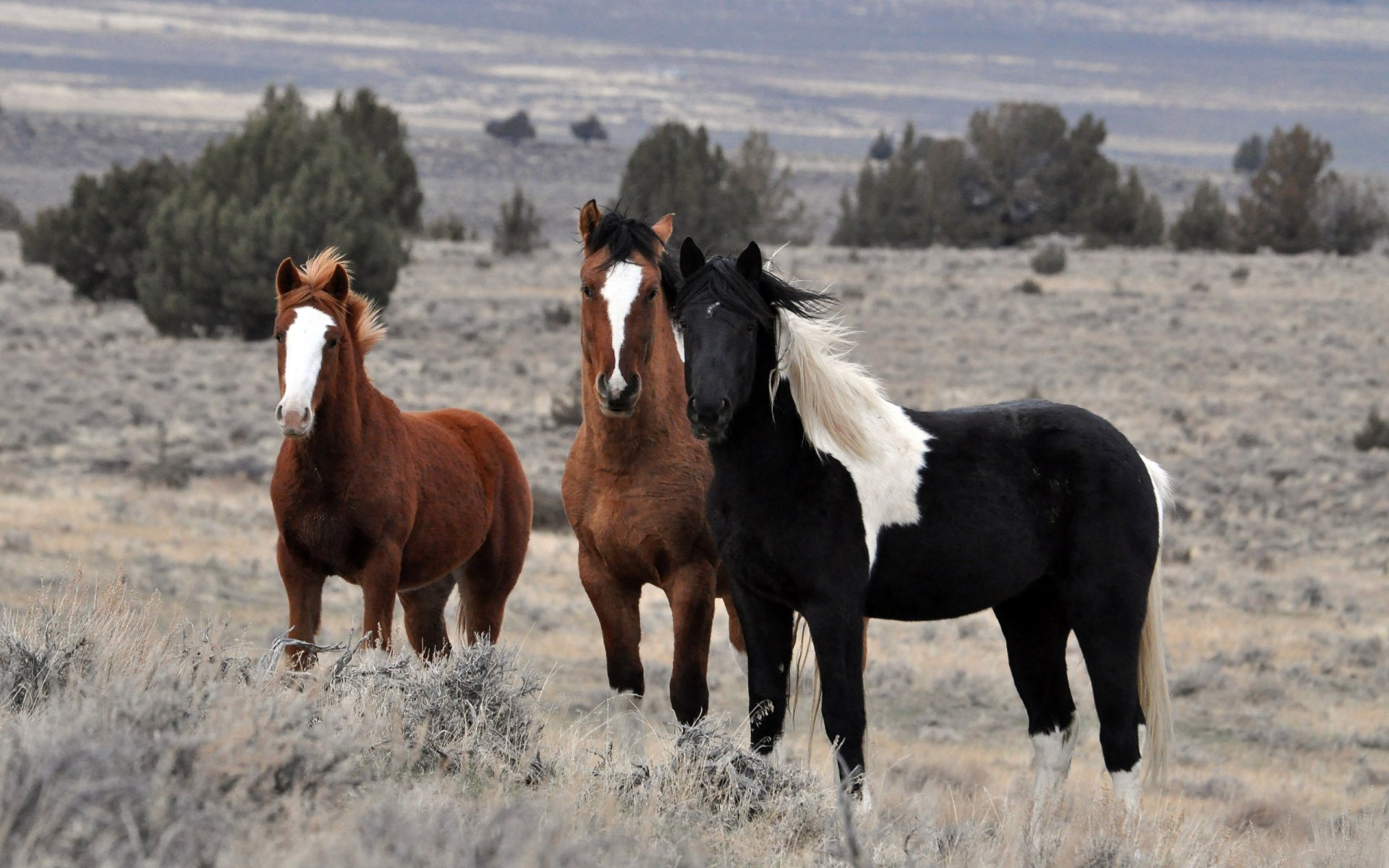 chevaux chevaux étalons troupeau animaux nature champ arbres ciel