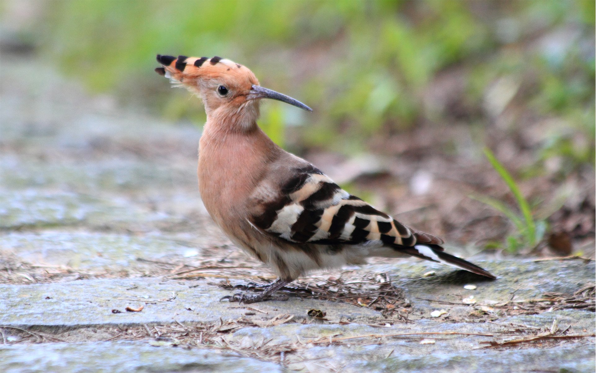 pájaro tierra rayas cresta