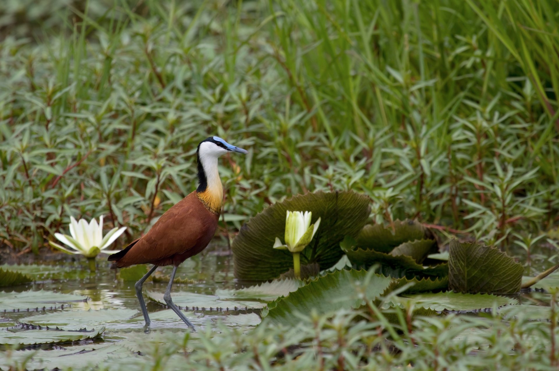 garza africana estanque cuerpo de agua matorrales