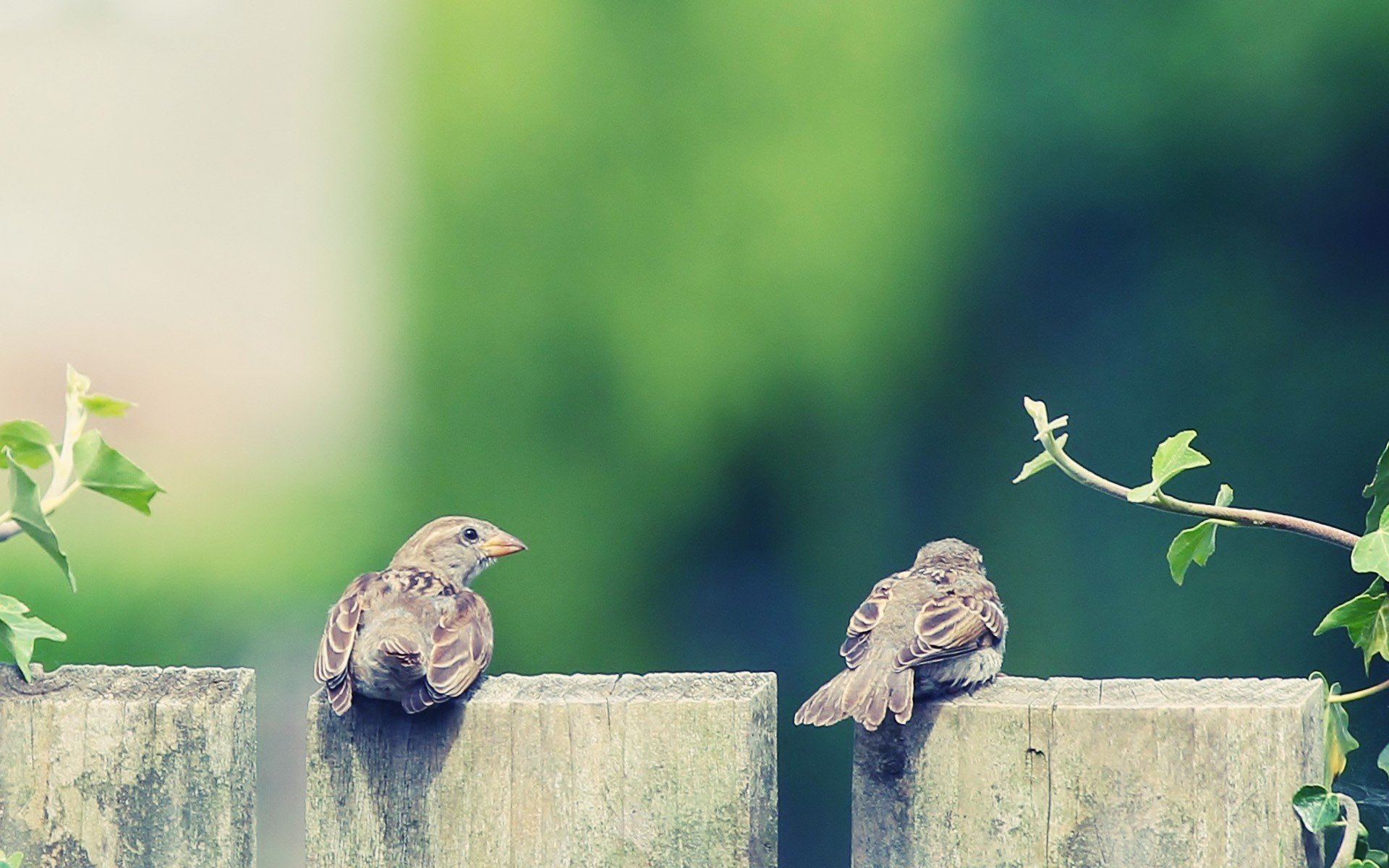 animales aves pájaro gorrión dos chica y pico pico plumas alas árbol hojas hojas fondo fondos de escritorio fondos de pantalla