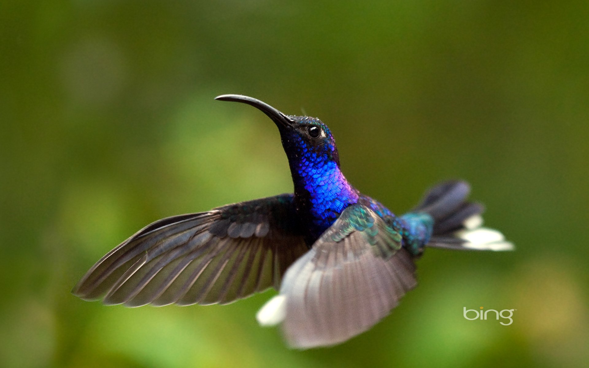 uccello colibrì volo sfondo verde