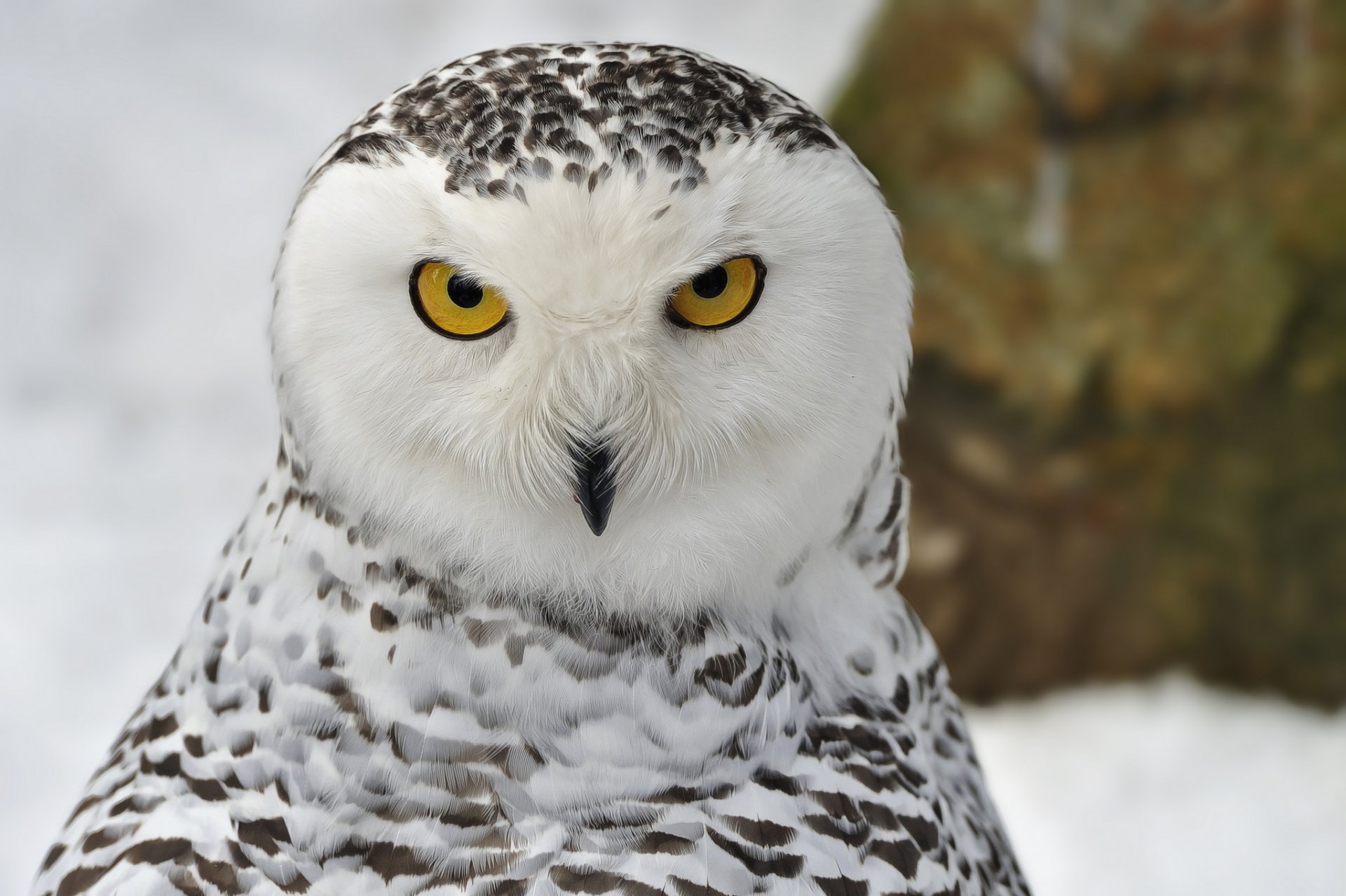 schneeeule vogel porträt blick winter schnee