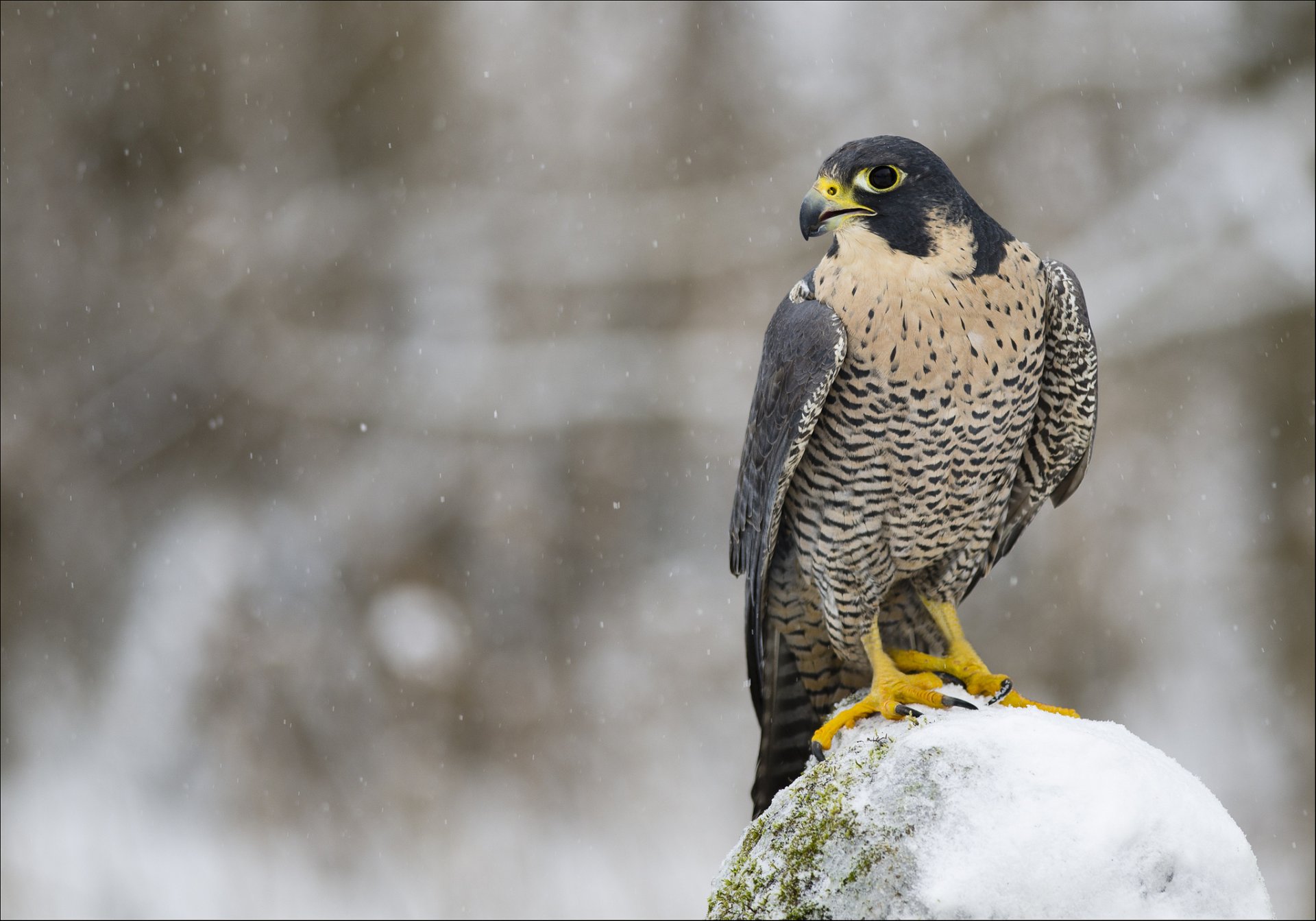 faucon pèlerin faucon oiseau prédateur vue profil hiver neige