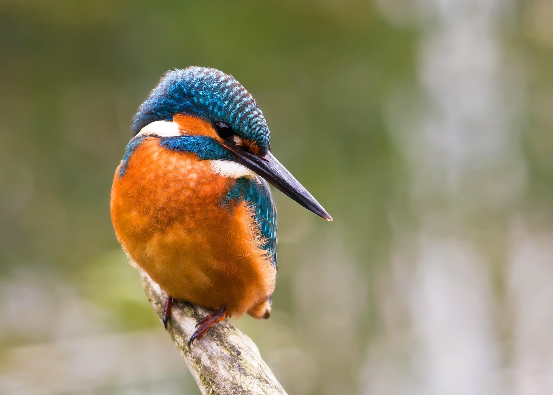 uccello martin pescatore comune alcedo atthis martin pescatore ramo sfondo bokeh