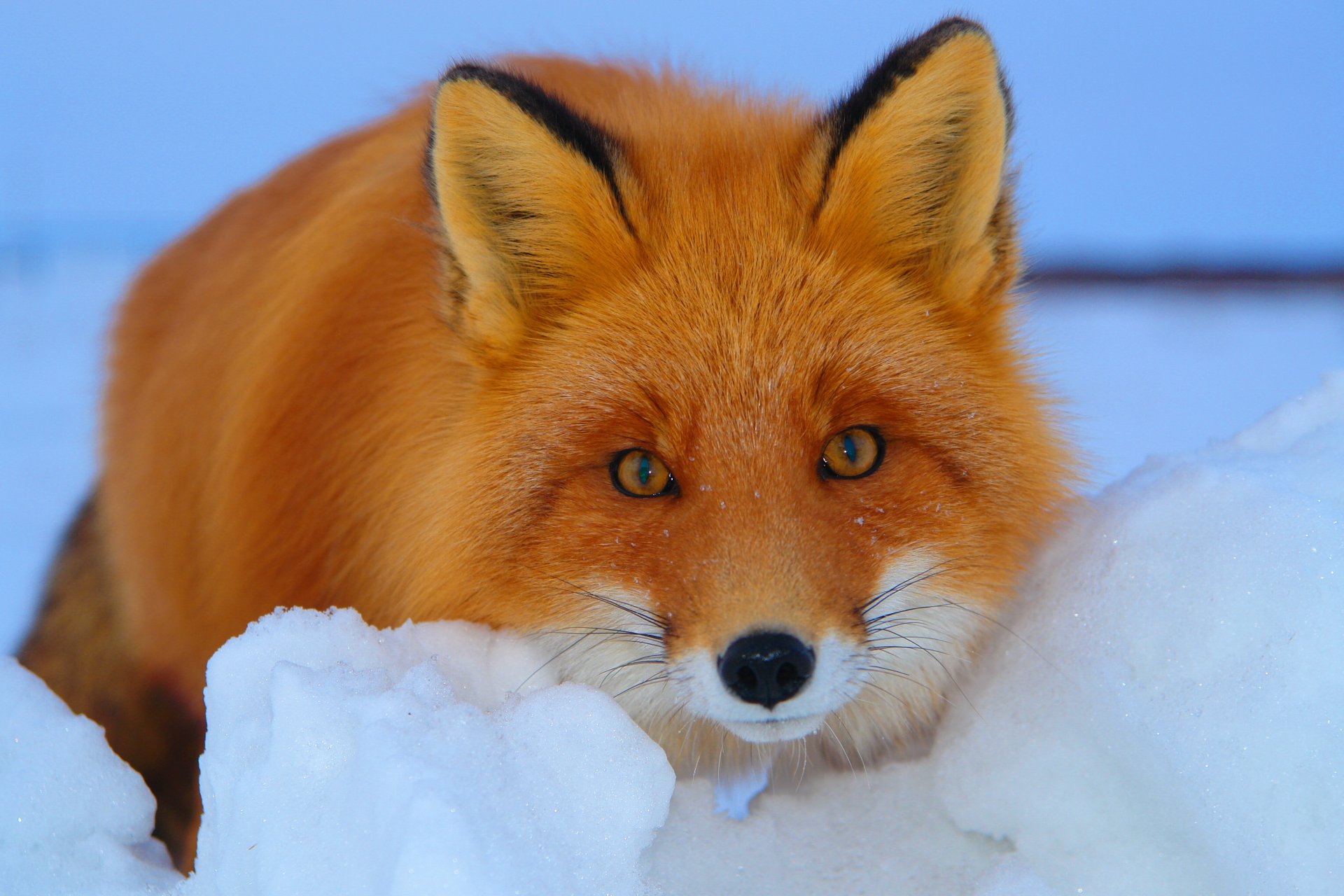 renard rousse vue neige hiver