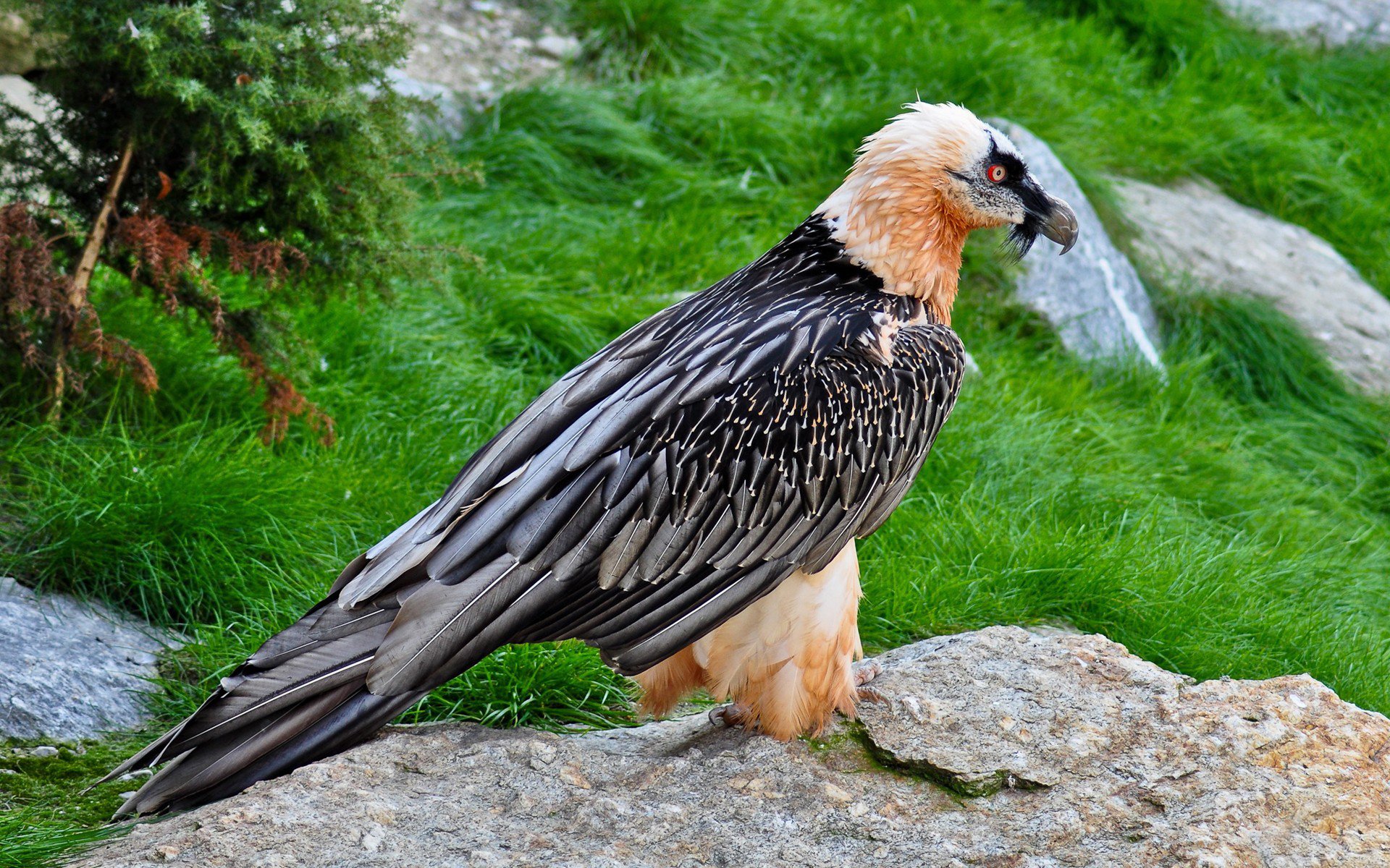 oiseau aigle plumes yeux rouges regard herbe se dresse pierre bec