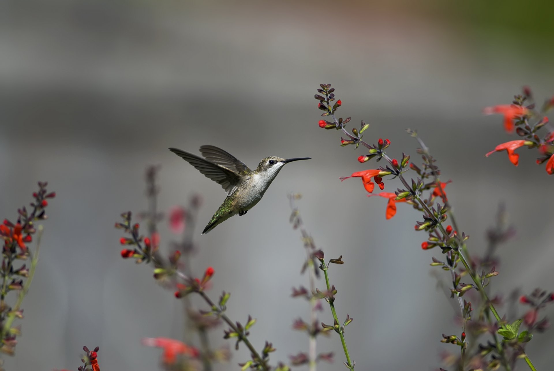 pájaro colibrí vuelo flores rojo