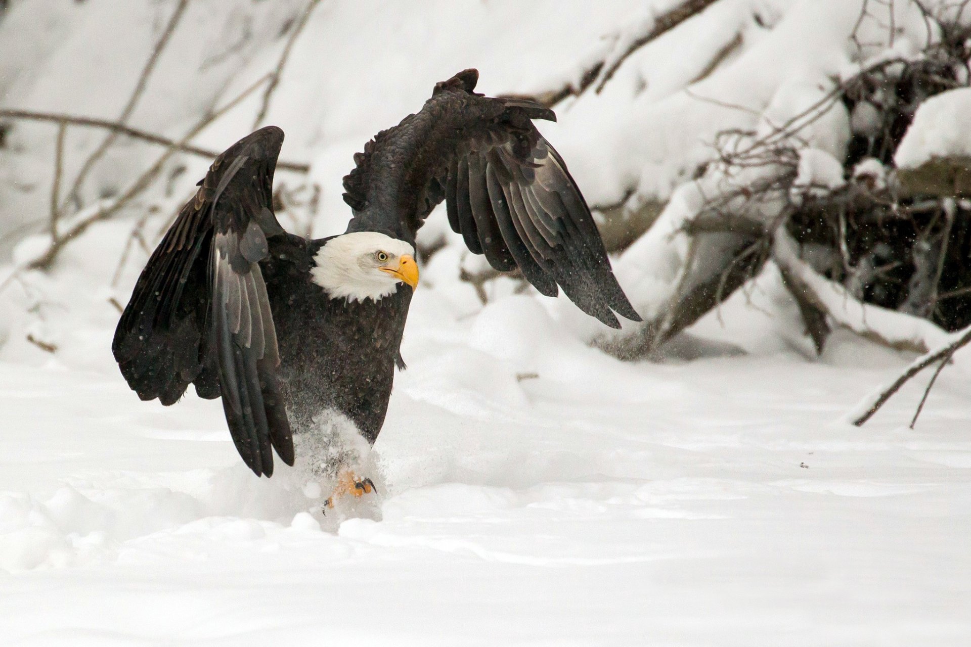 uccello predatore ali artigli inverno neve