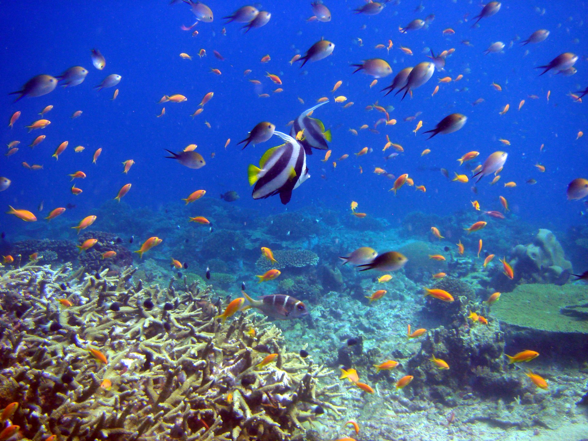 fish coral underwater world reef and fish