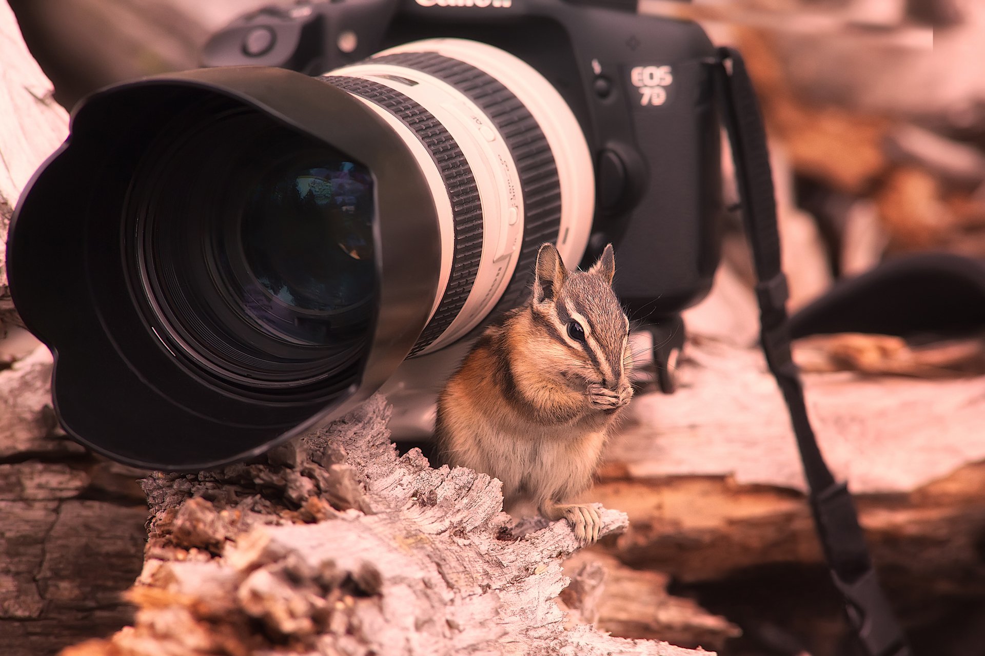 chipmunk kenon fotik 7d