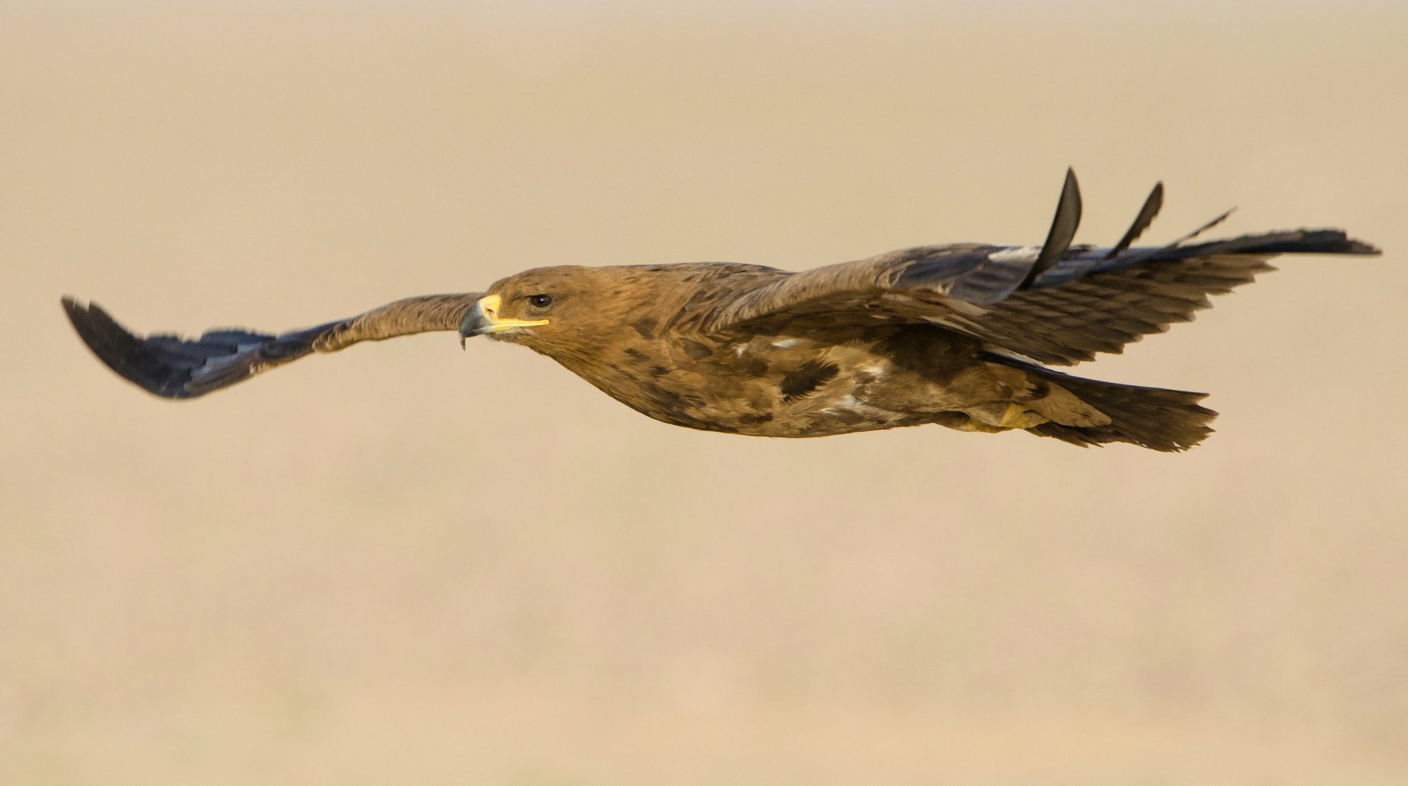 uccello predatore volo ali sbattere