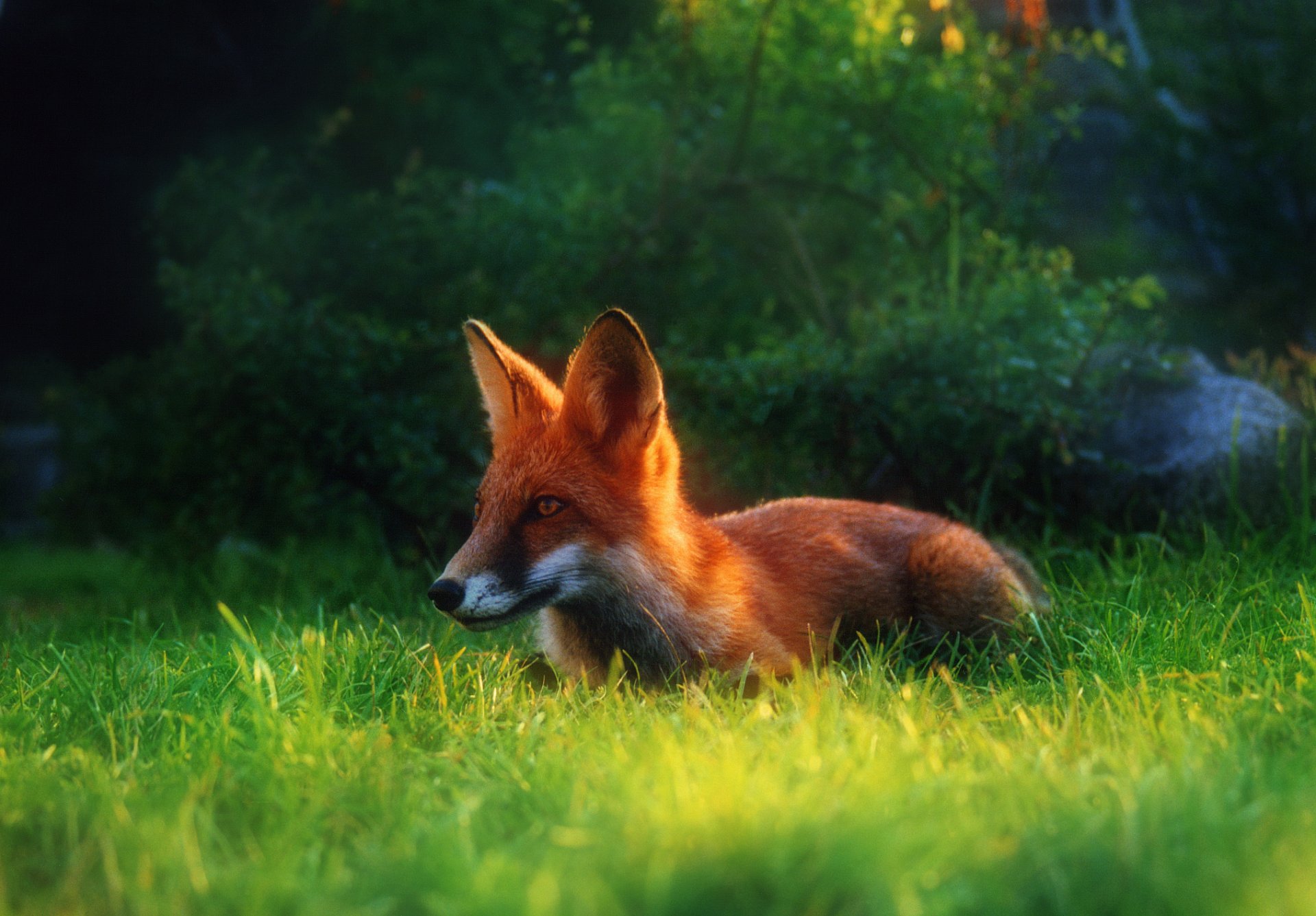 renard roux herbe