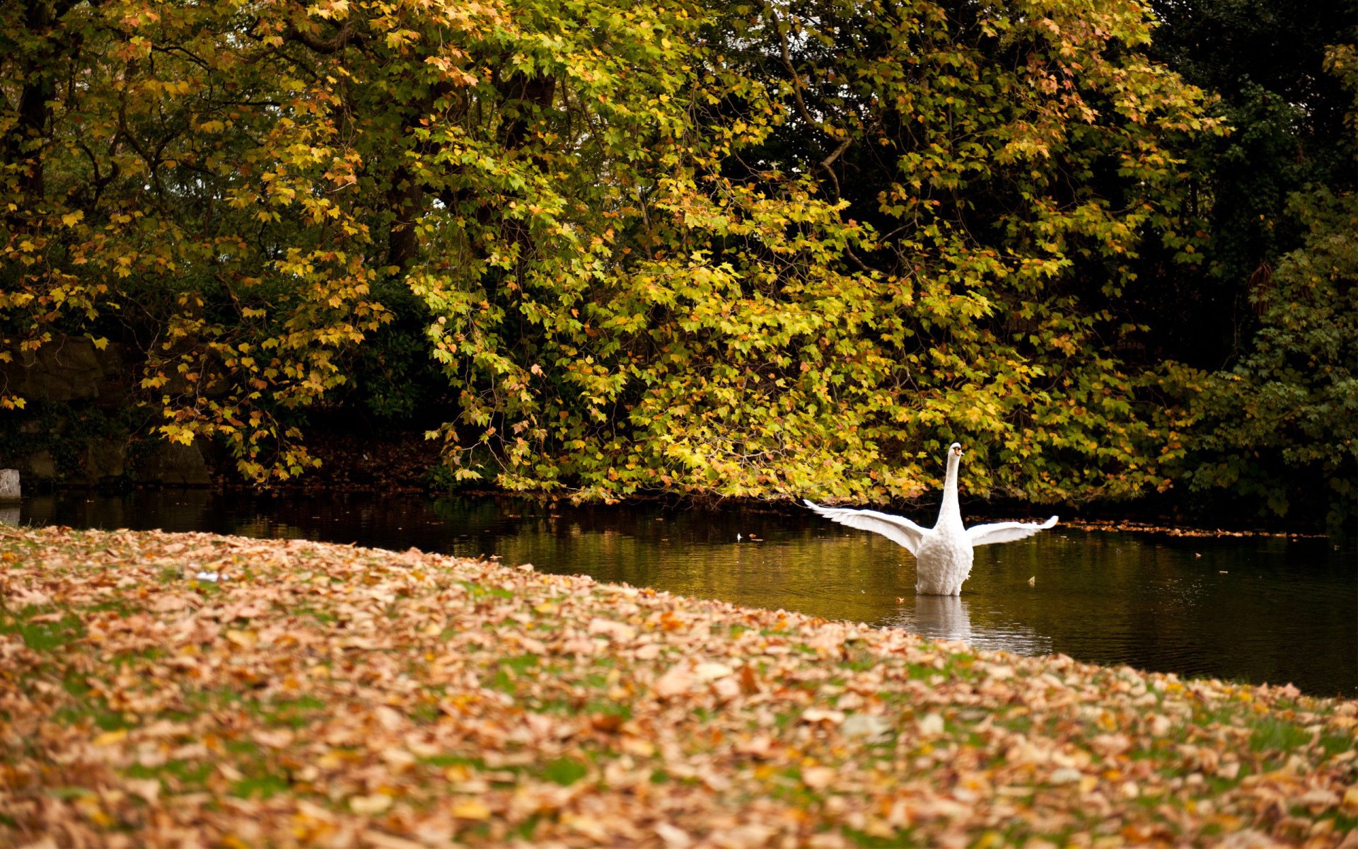 blanc cygne ailes swim lac étang forêt feuillage arbres automne feuilles