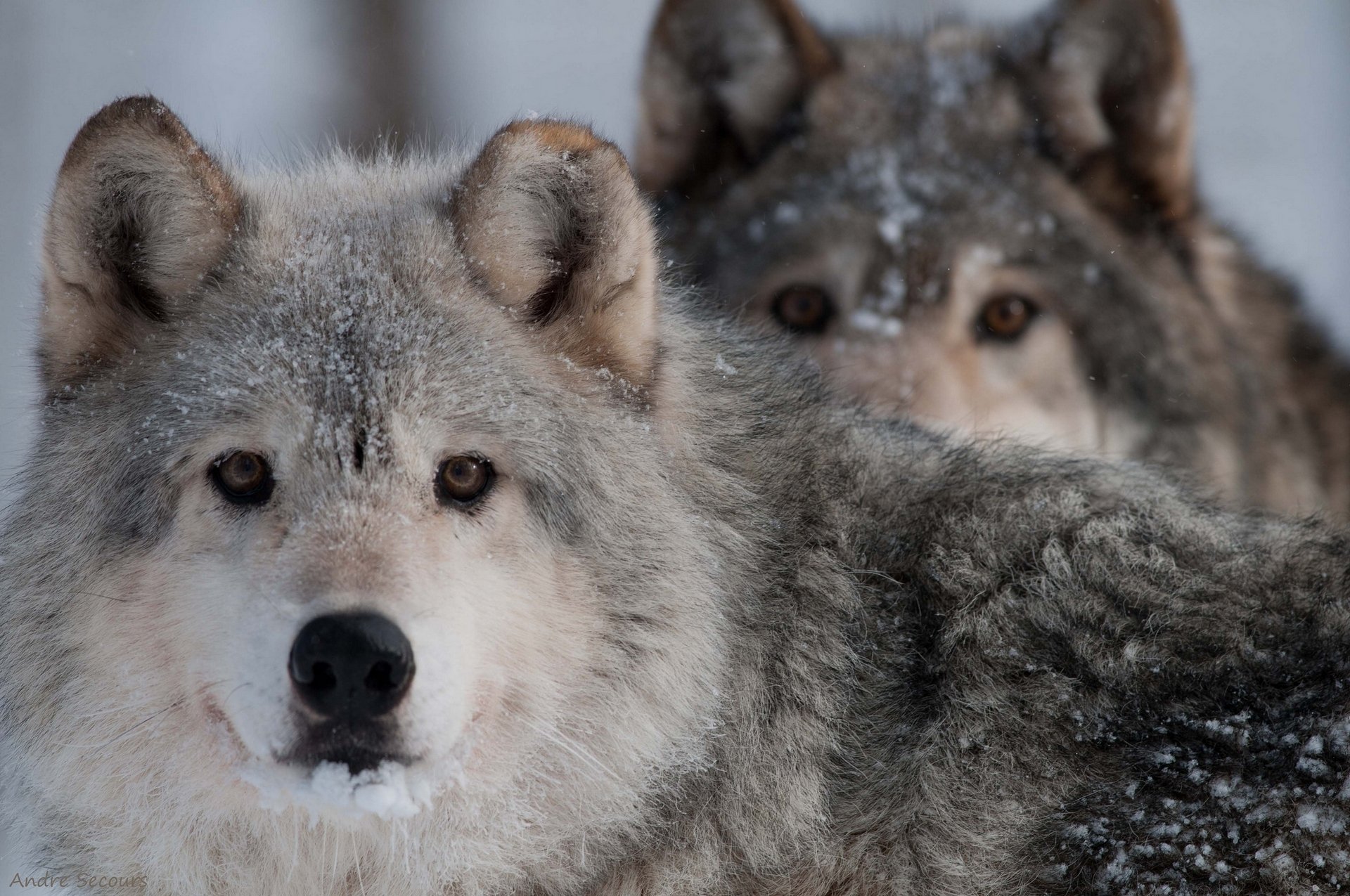 lupo predatore sguardo