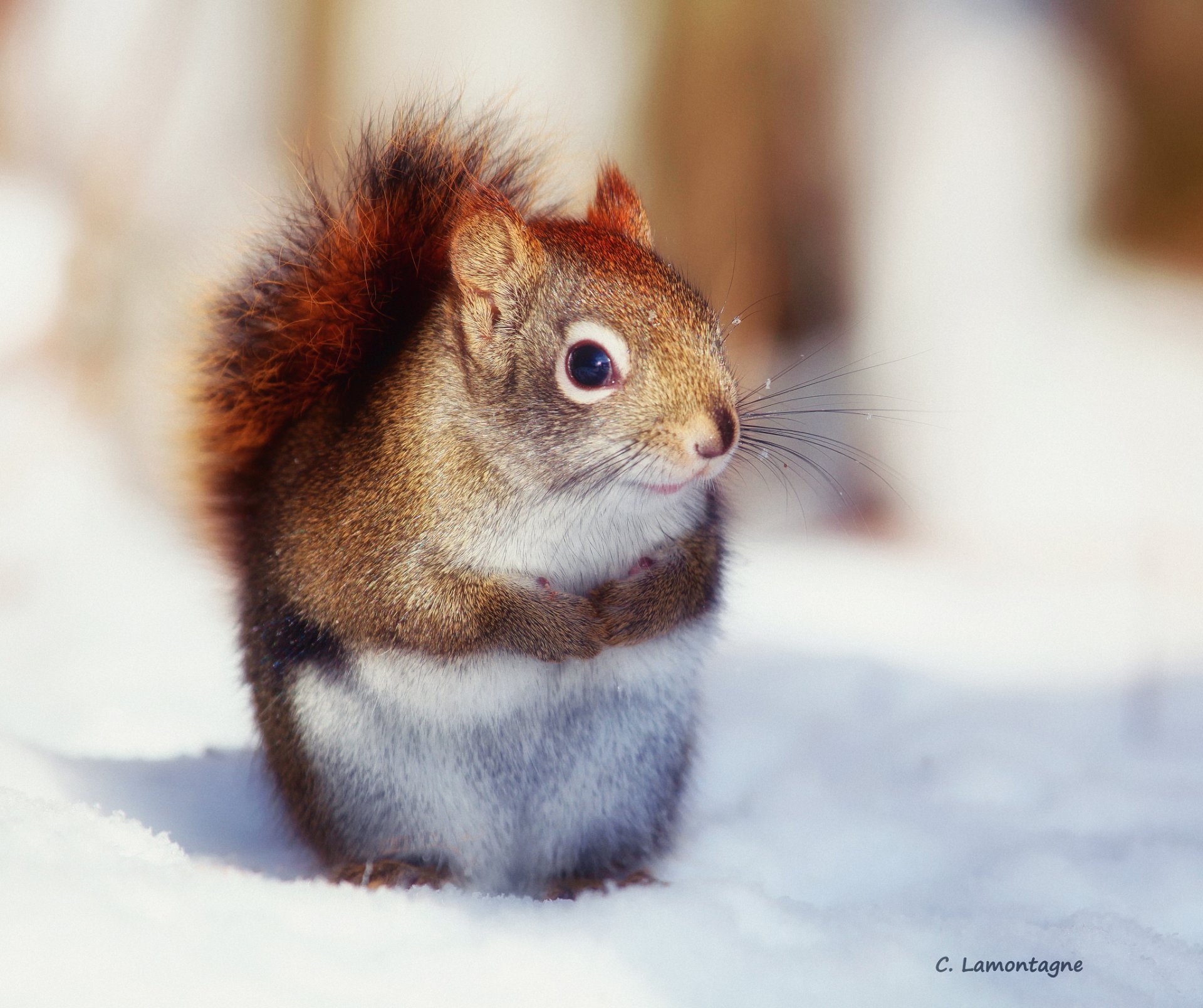 quirrel coat fur winter foot