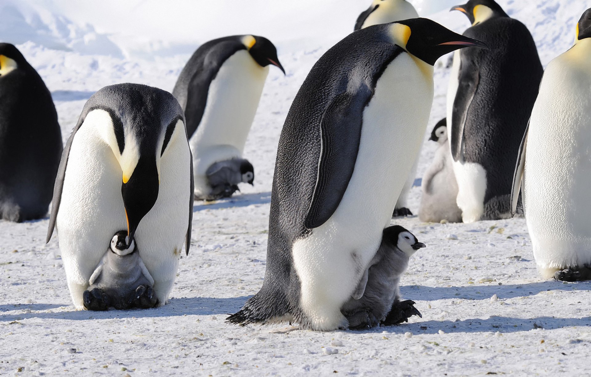 penguins imperial antarctica