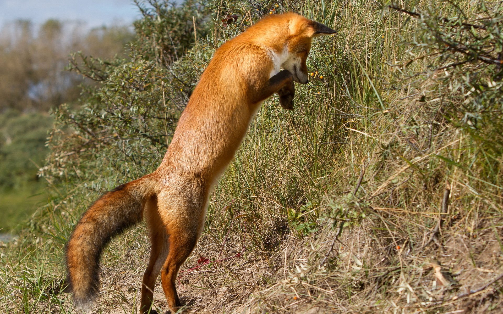 lis natura tło