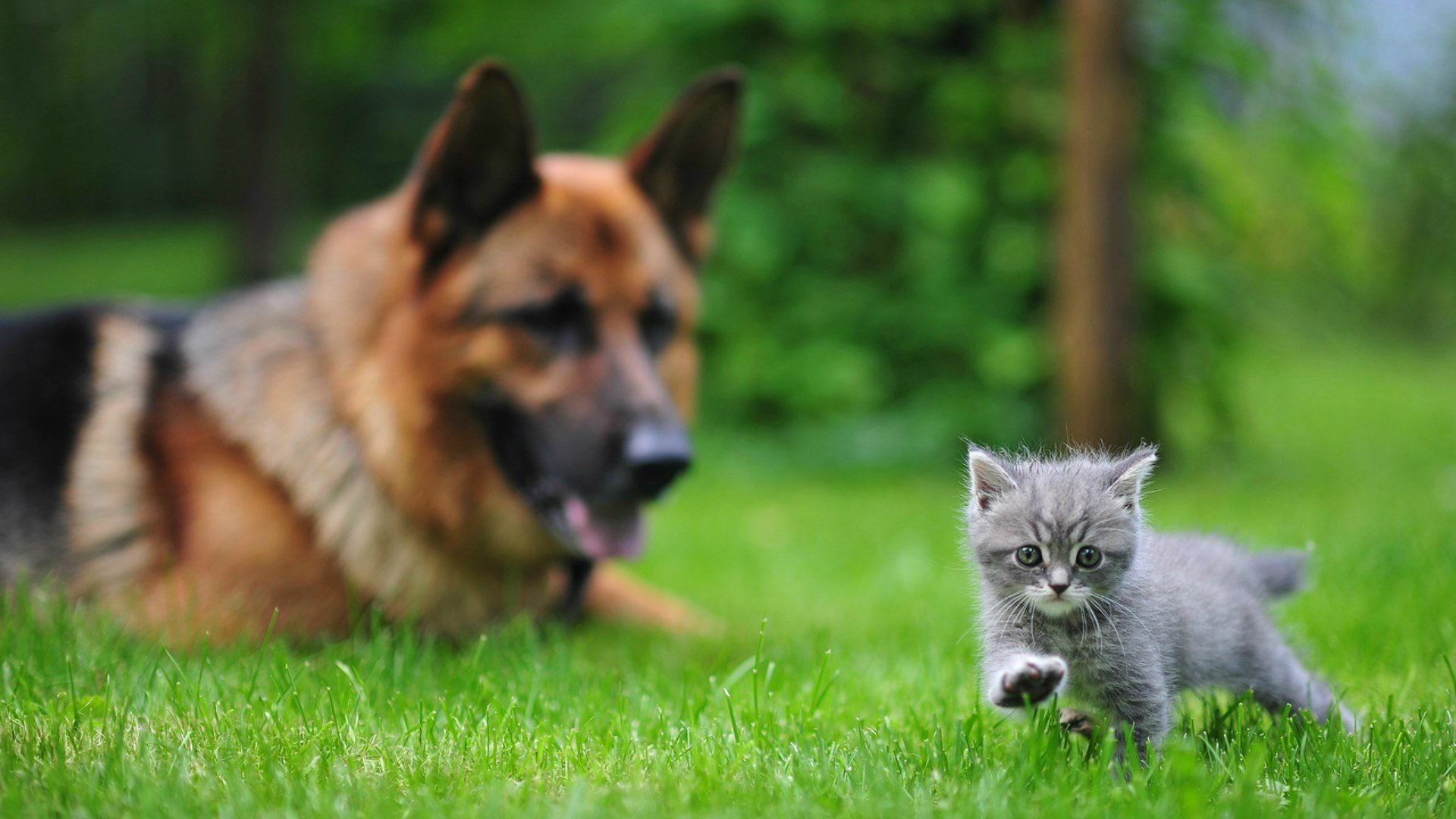 animales perro avcharka gatito hierba