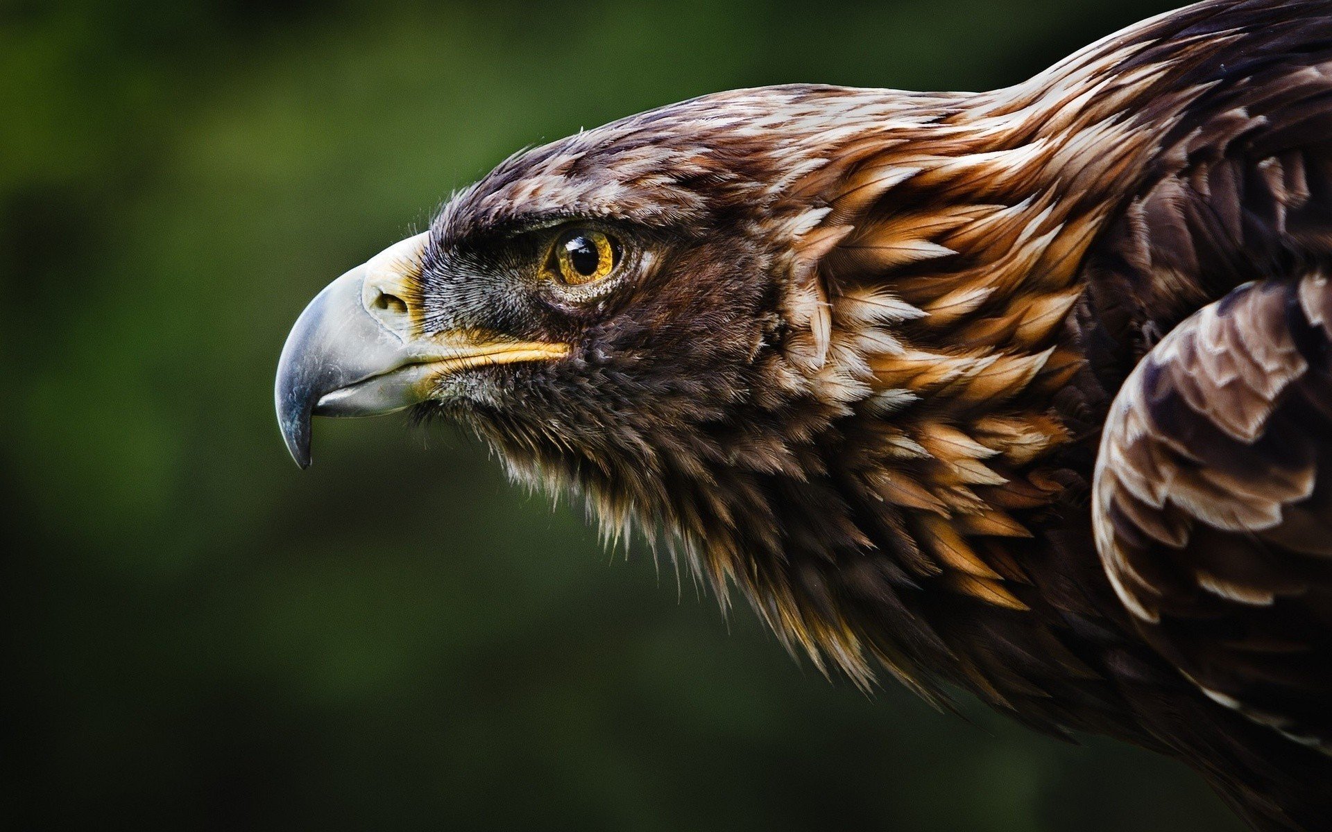 poultry eagle head animal wallpaper