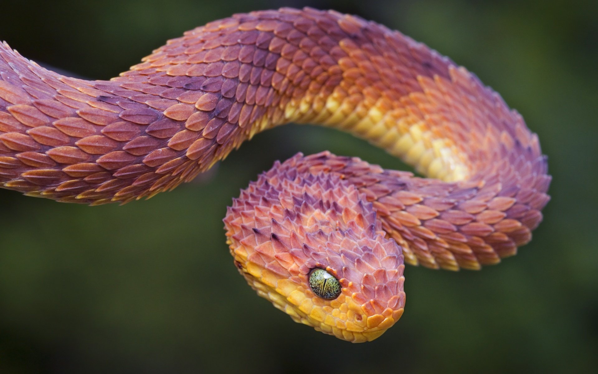 vipère des bois serpent écailles