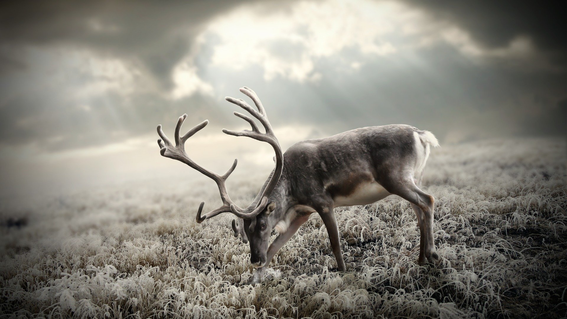 toundra cerf bois herbe givre ciel soleil