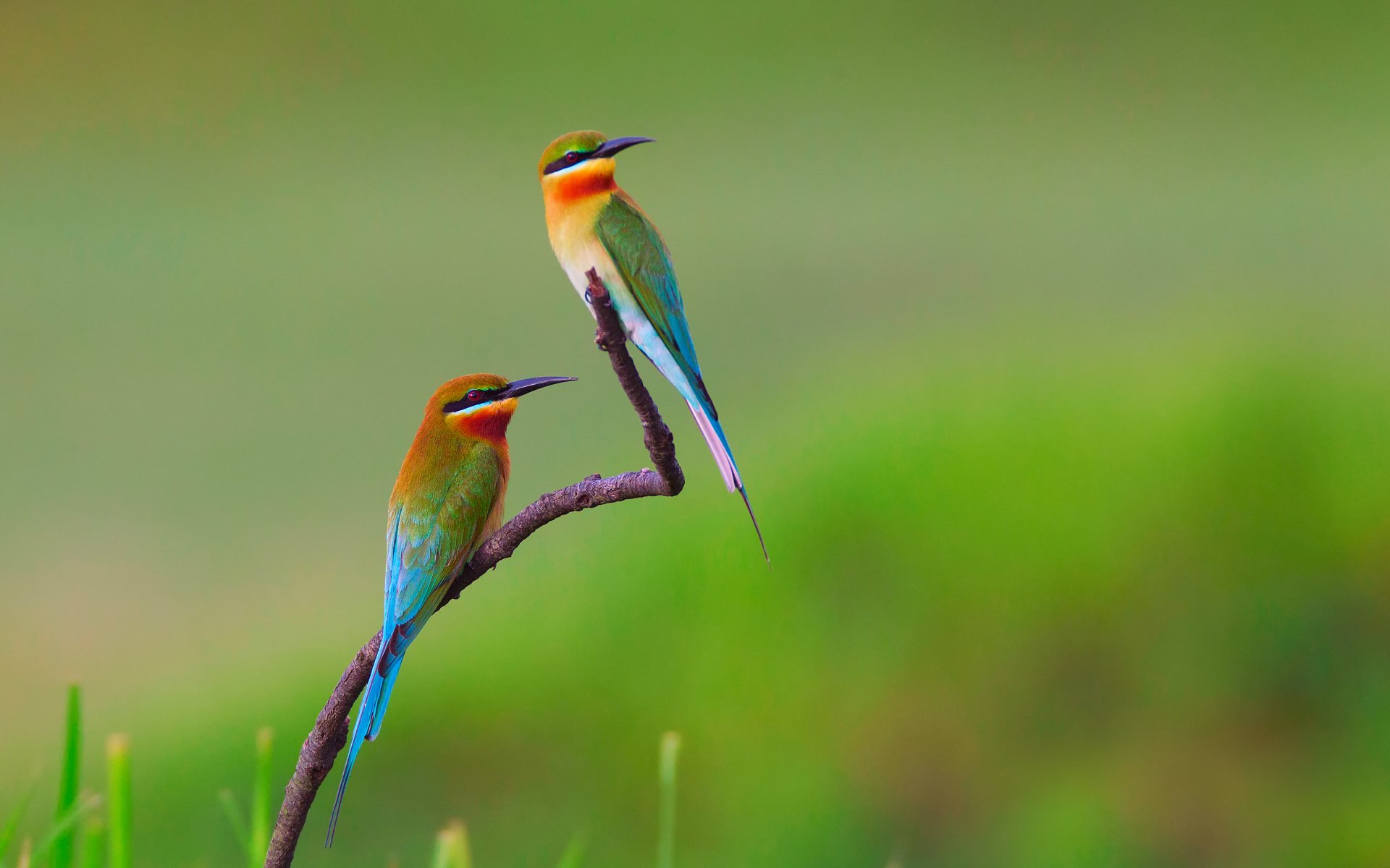 oiseaux mangeurs d abeilles brochet doré branche