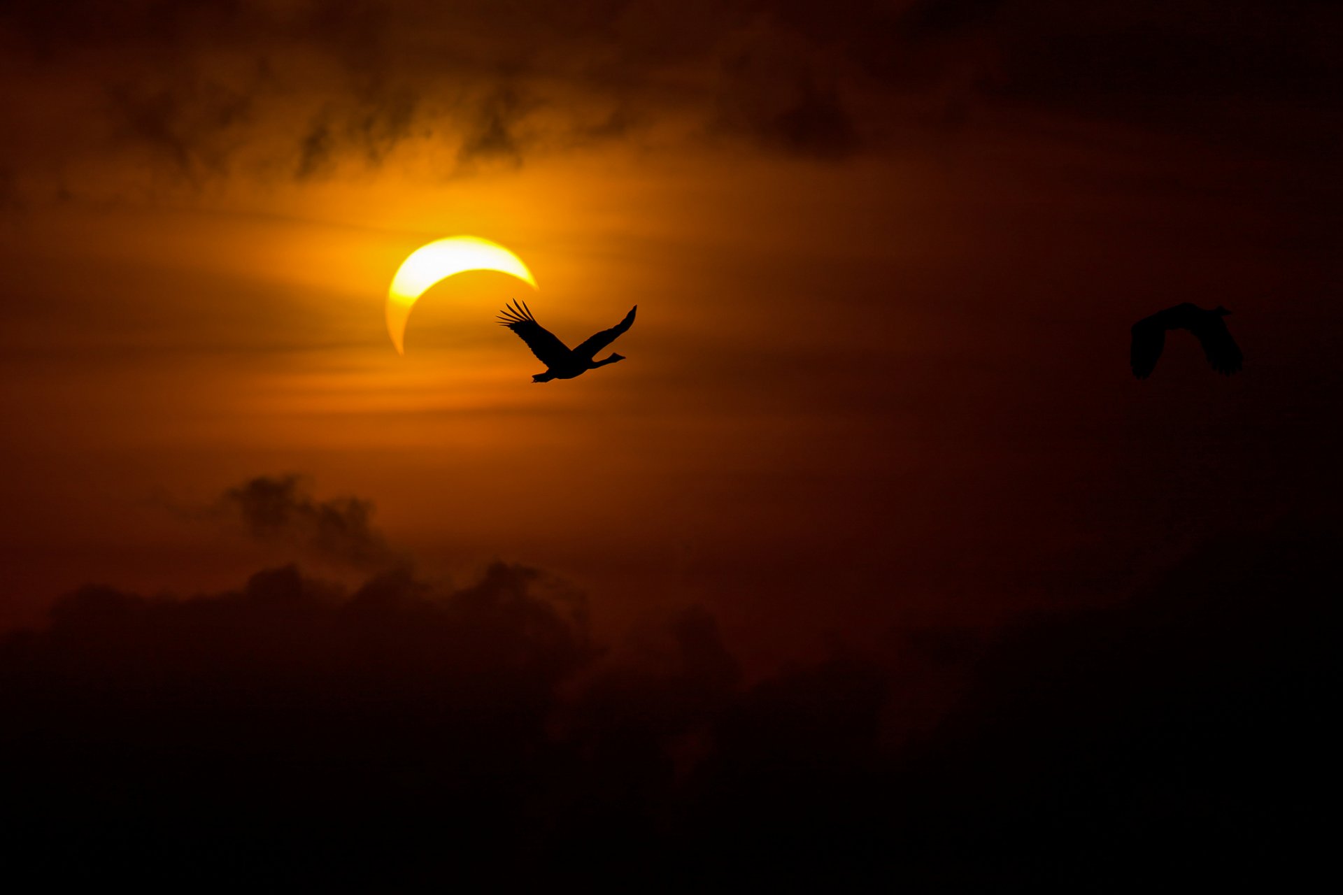 oiseaux oies cygnes soir soleil lumière obscurité