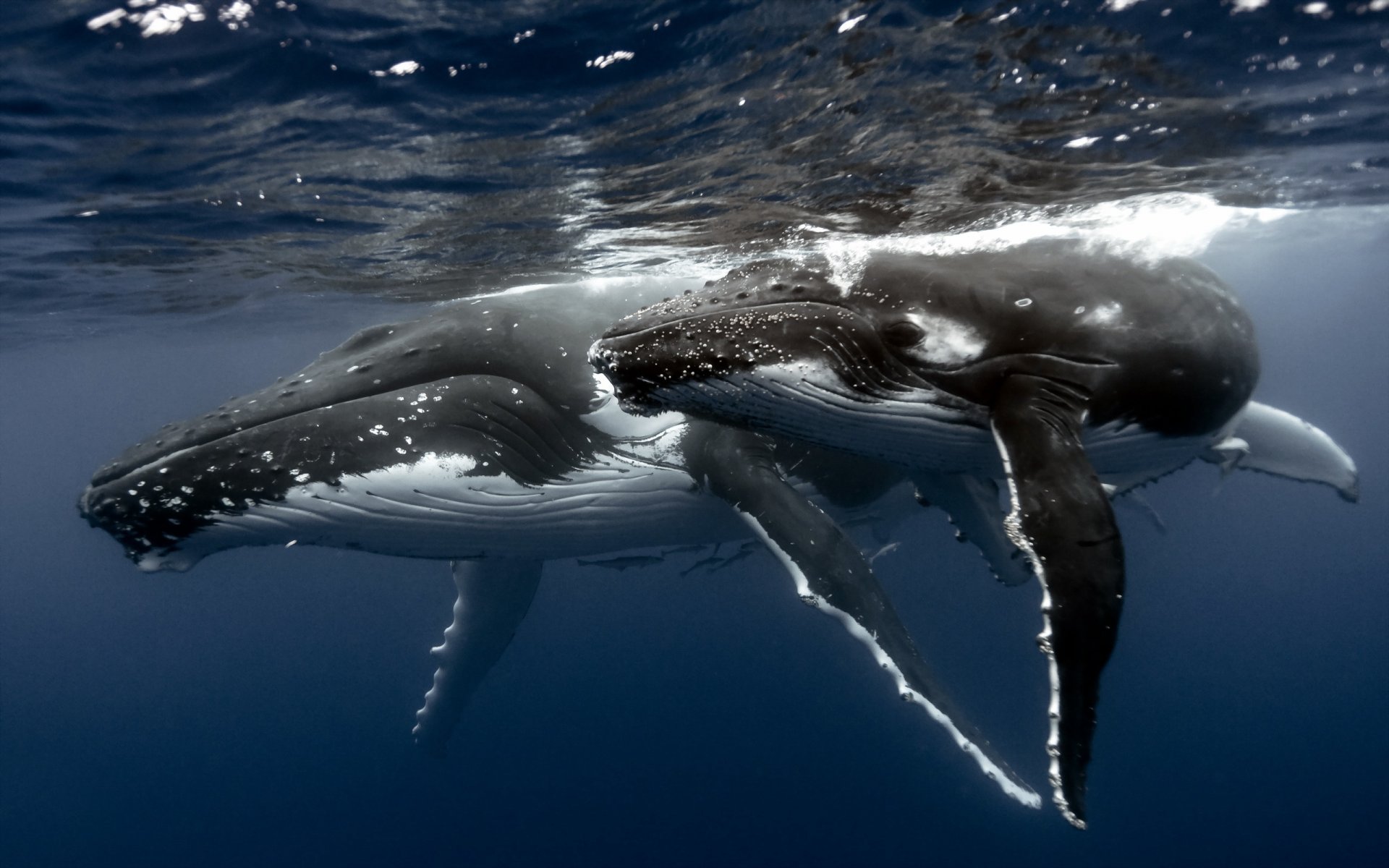 whales sea nature