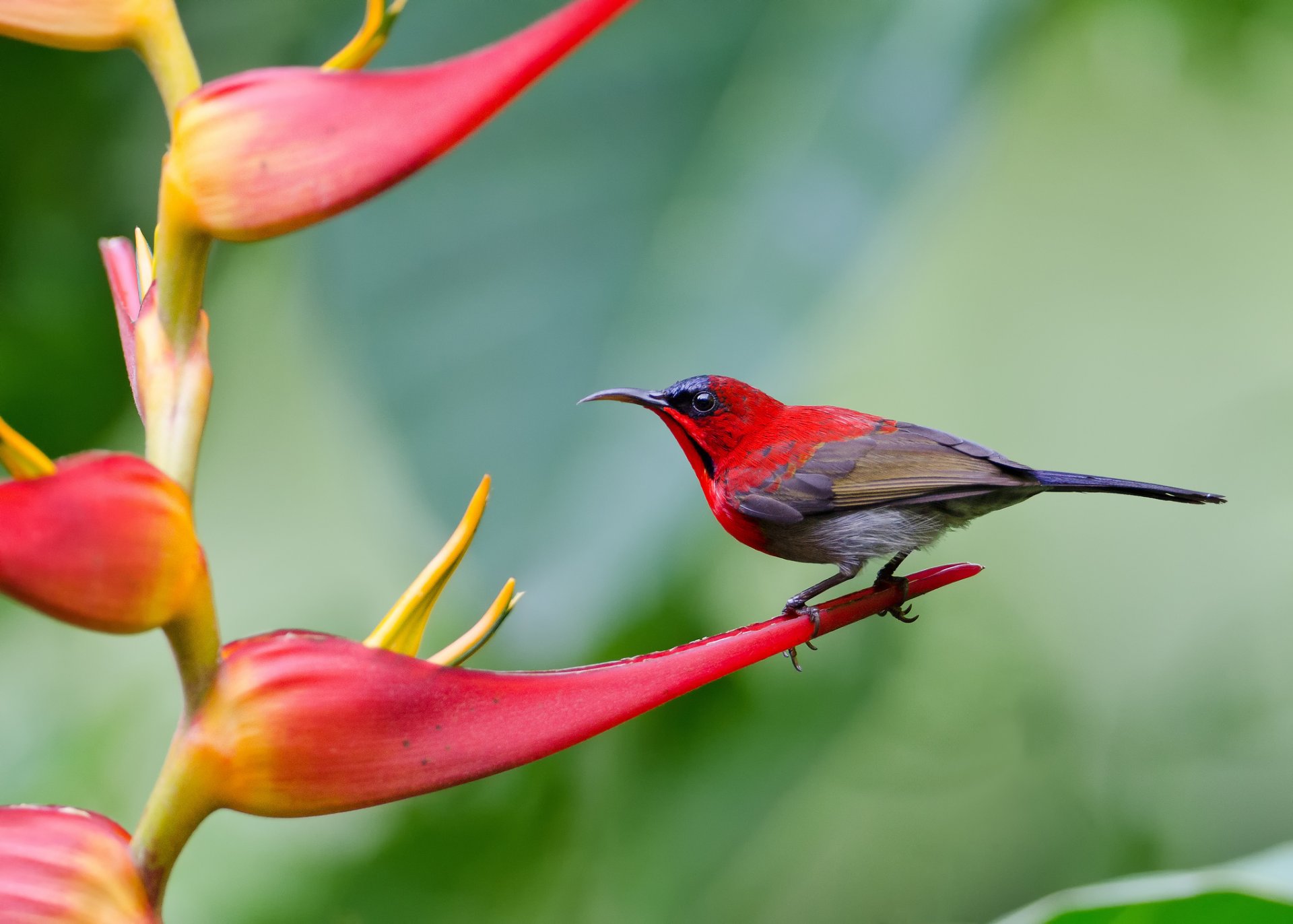 néctar de cola amarilla pájaro flor andy_lyt fotografía