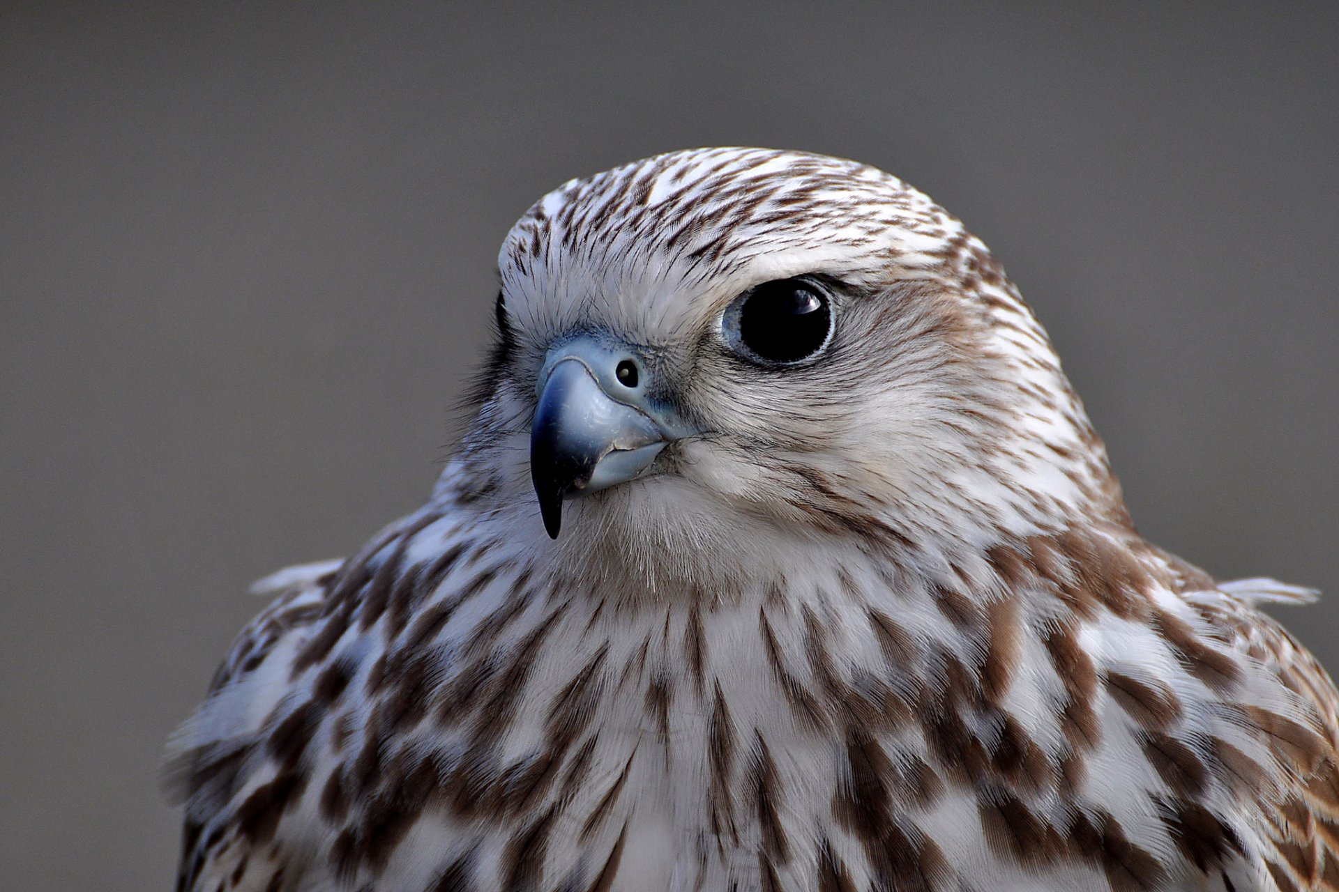 falcon poultry portrait view grey background