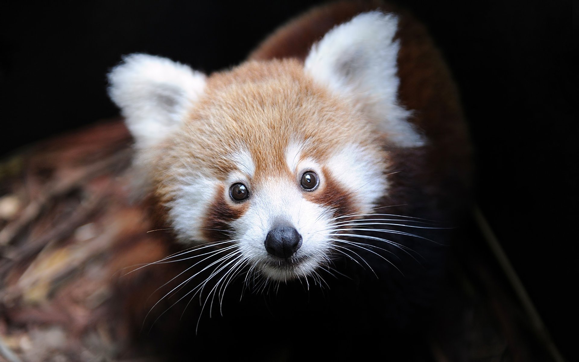 firefox ailurus fulgens panda minore