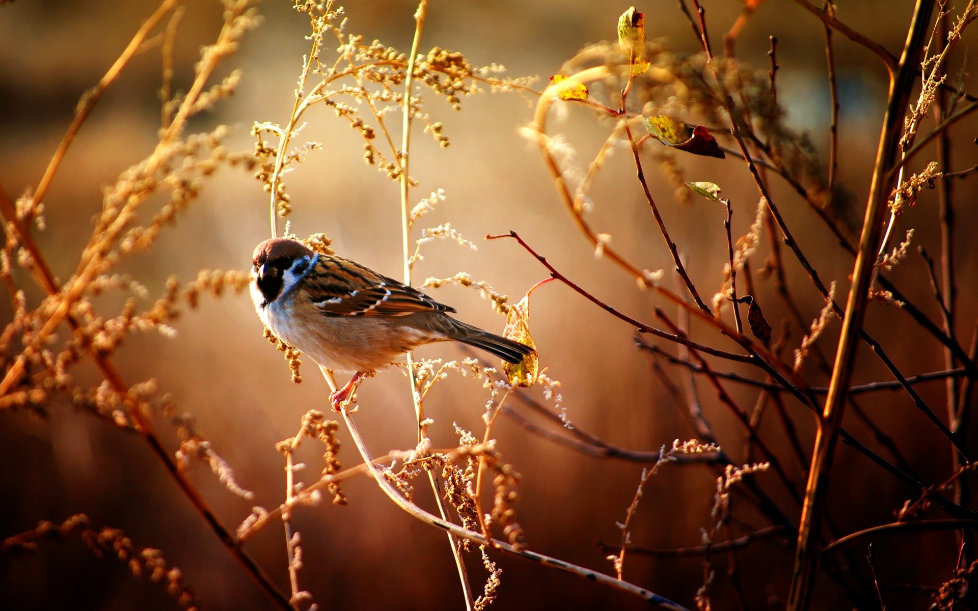 oiseau branche gros plan moineau