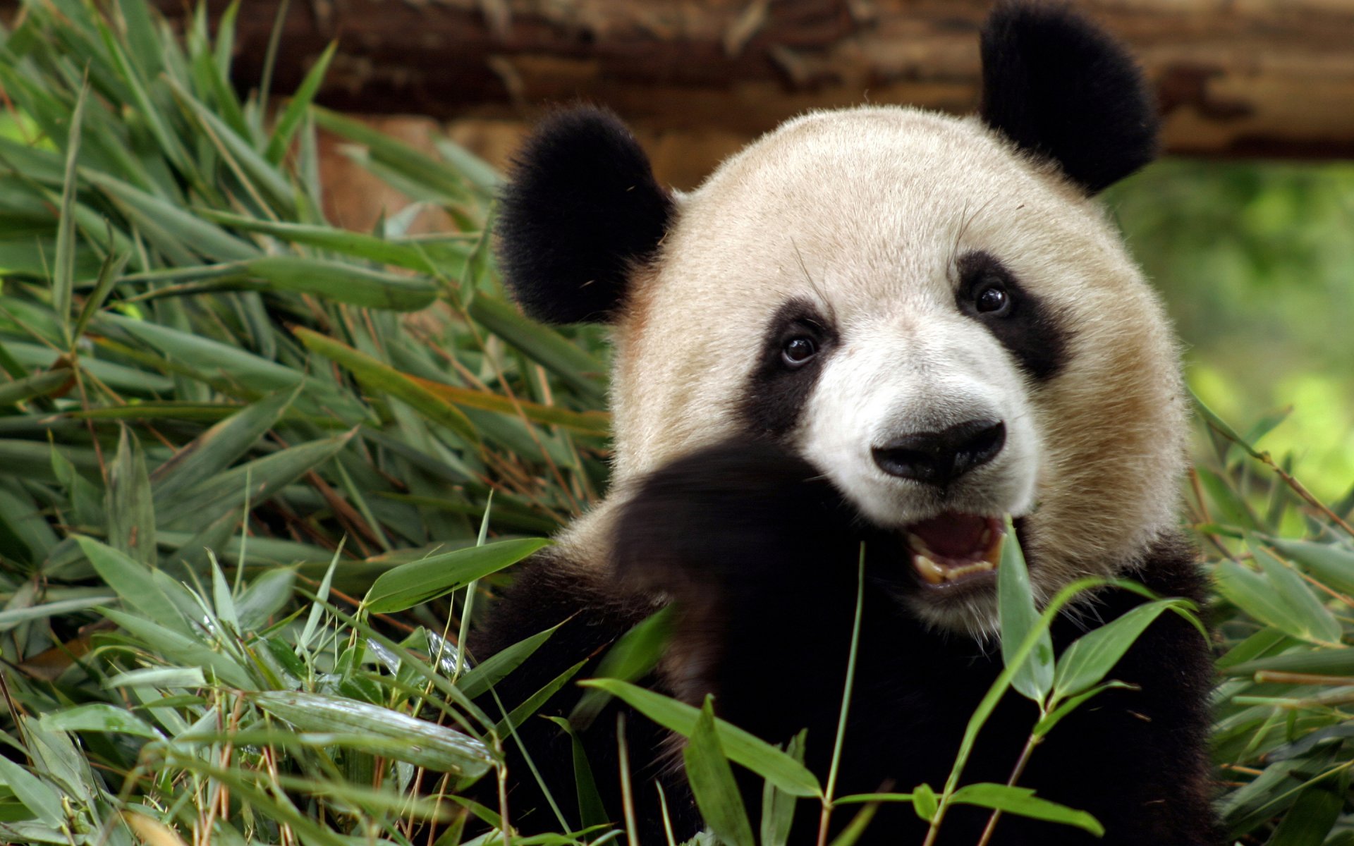 panda orso bambù cina