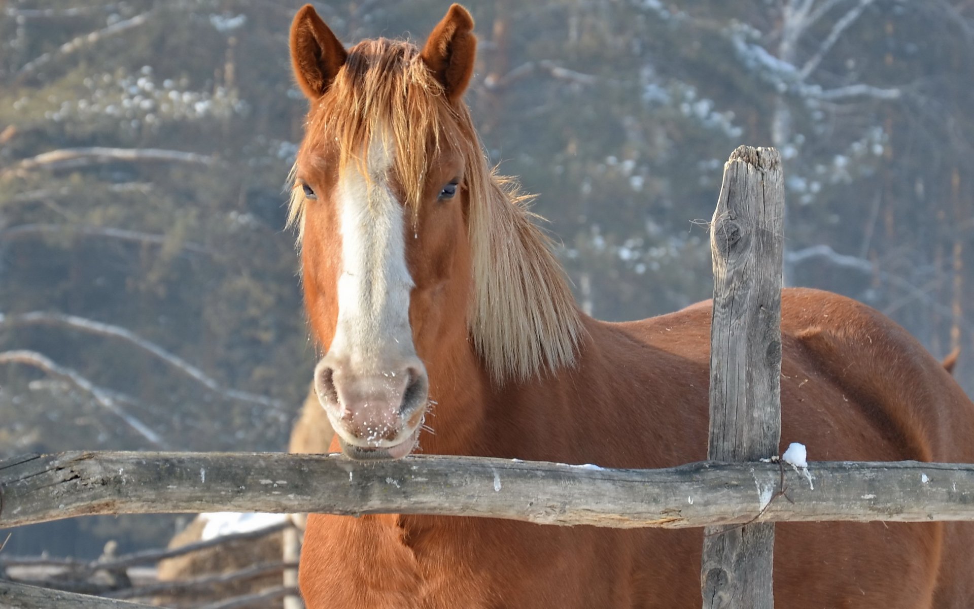 horse fence nature