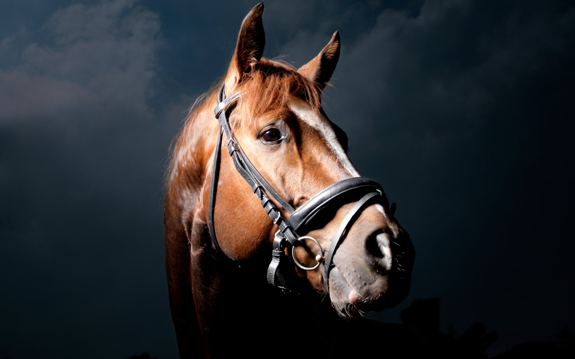 horse horse black background