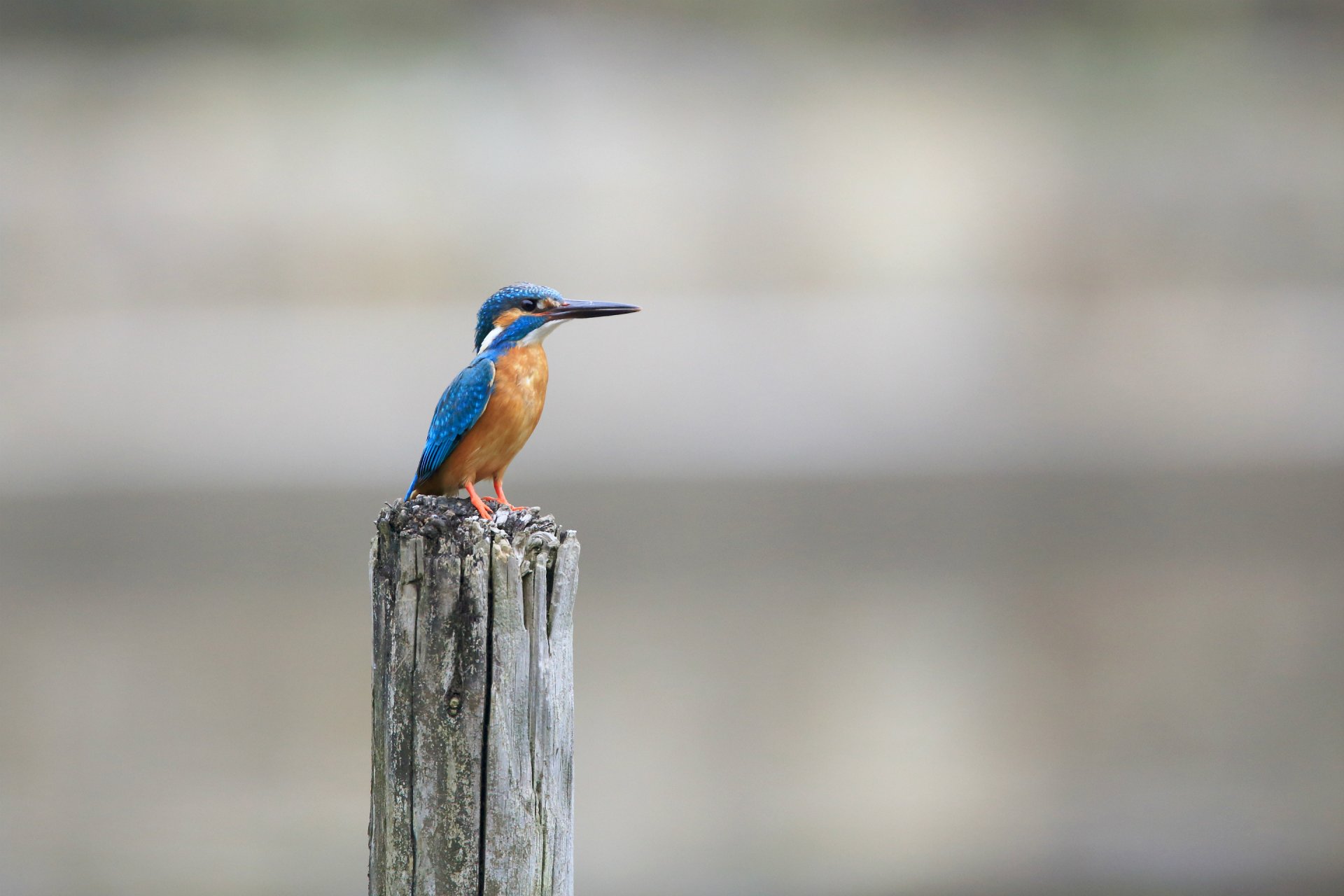 vogel gewöhnlicher eisvogel angeln eisvogel alcedo atthi