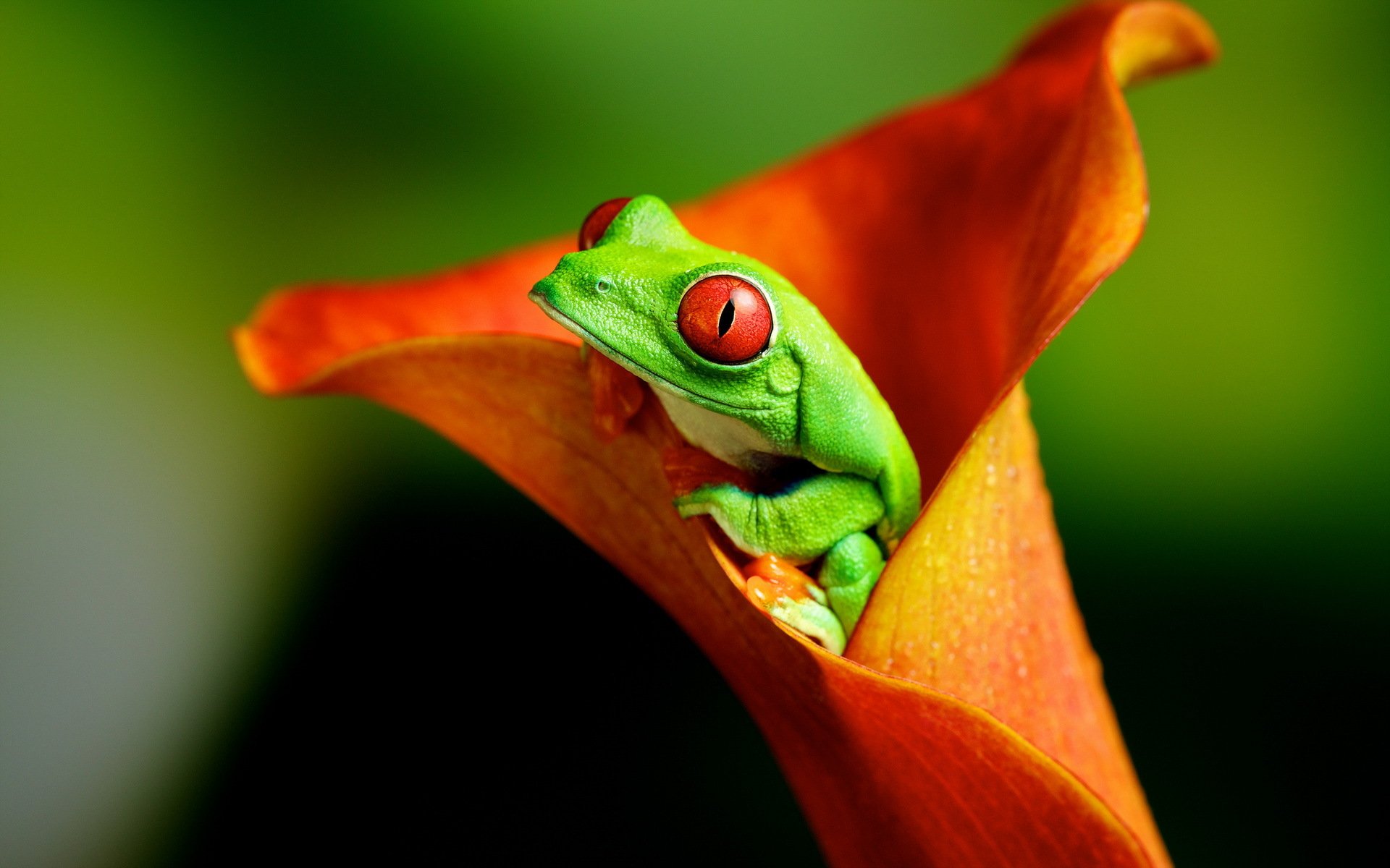 frog flower nature