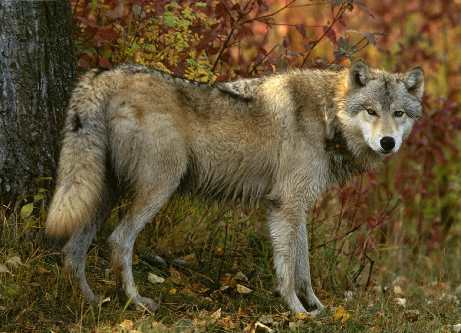 lobo gris mirada bosque otoño