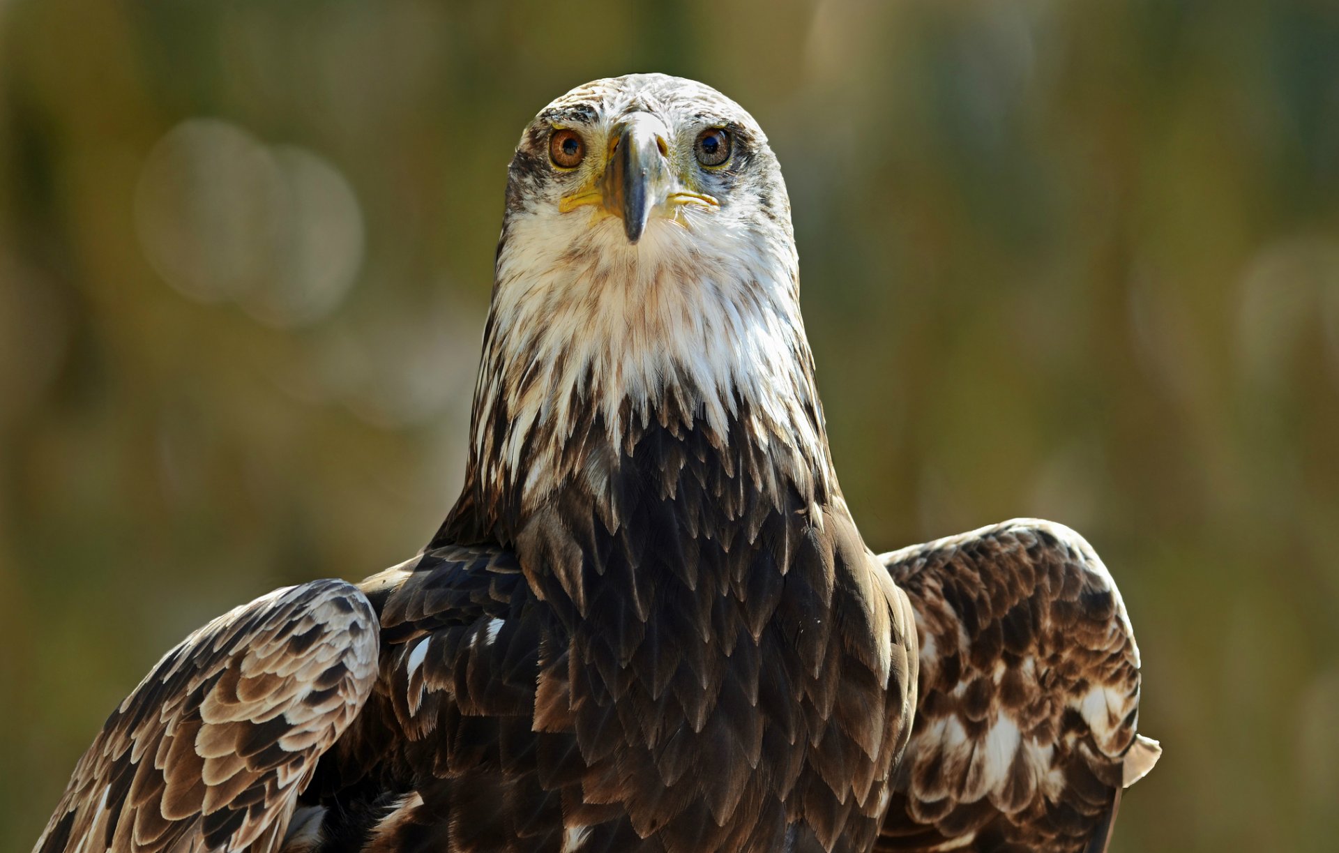 adler vogel blick porträt