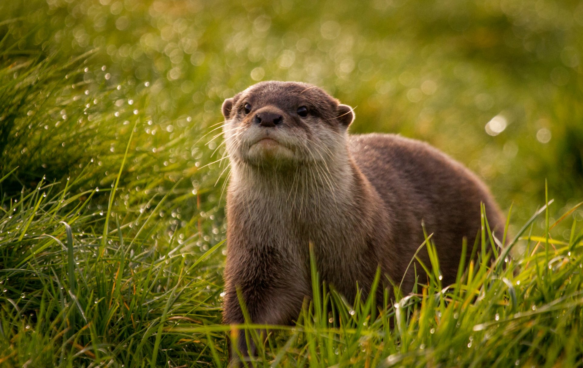 otter snout view grass rosa droplets reflection