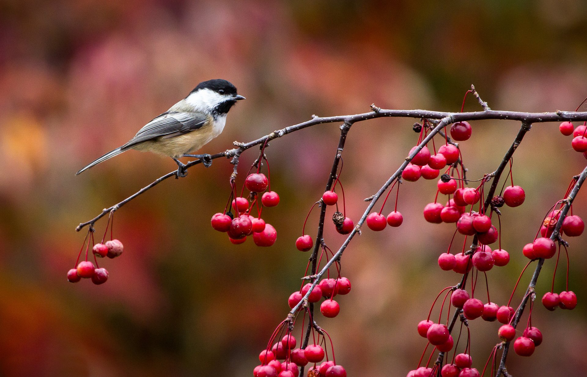 vogel vogel meise meise zweig beeren herbst john clay fotografie