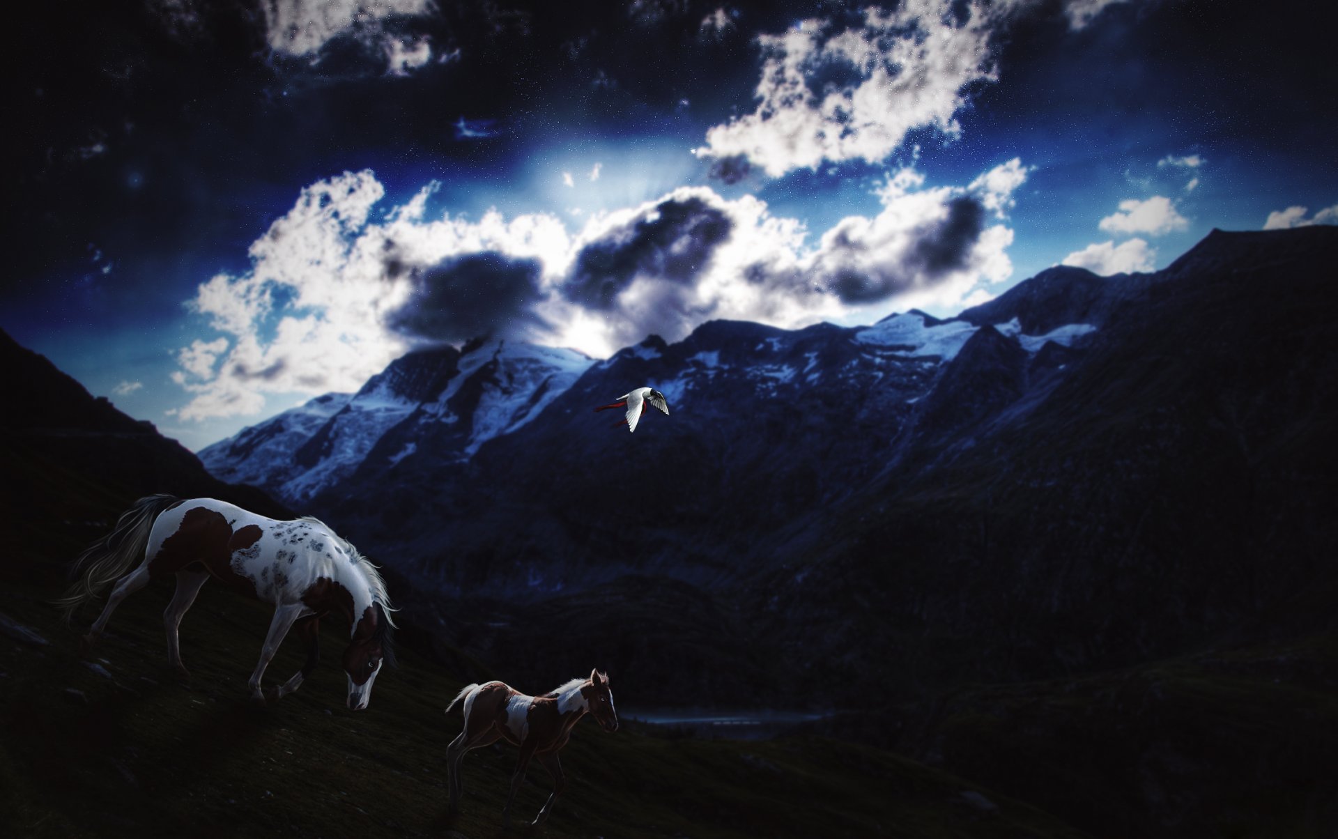 pferd fohlen vogel himmel sterne wolken abend dämmerung berge schnee