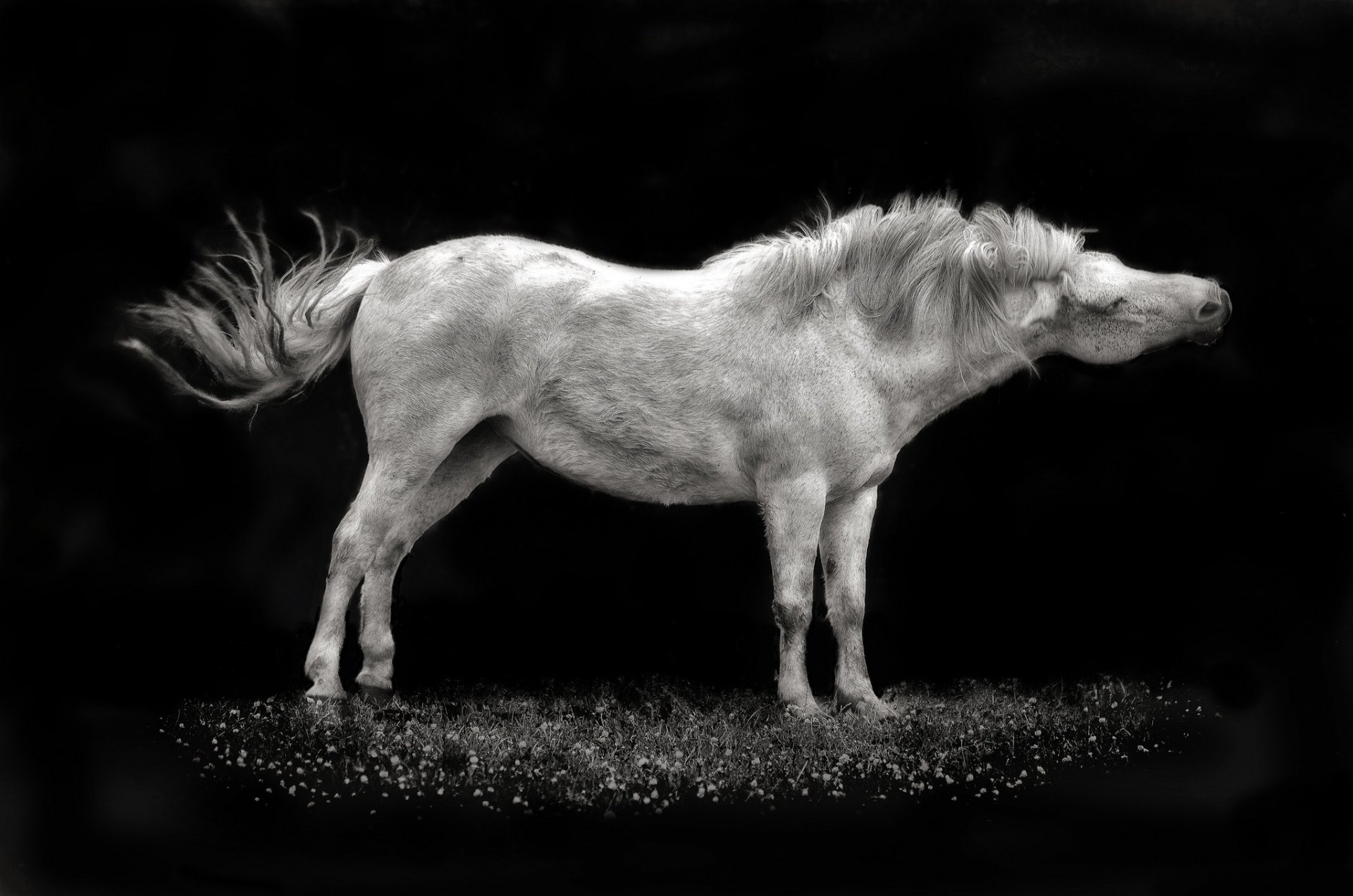 fond blanc cheval crinière queue