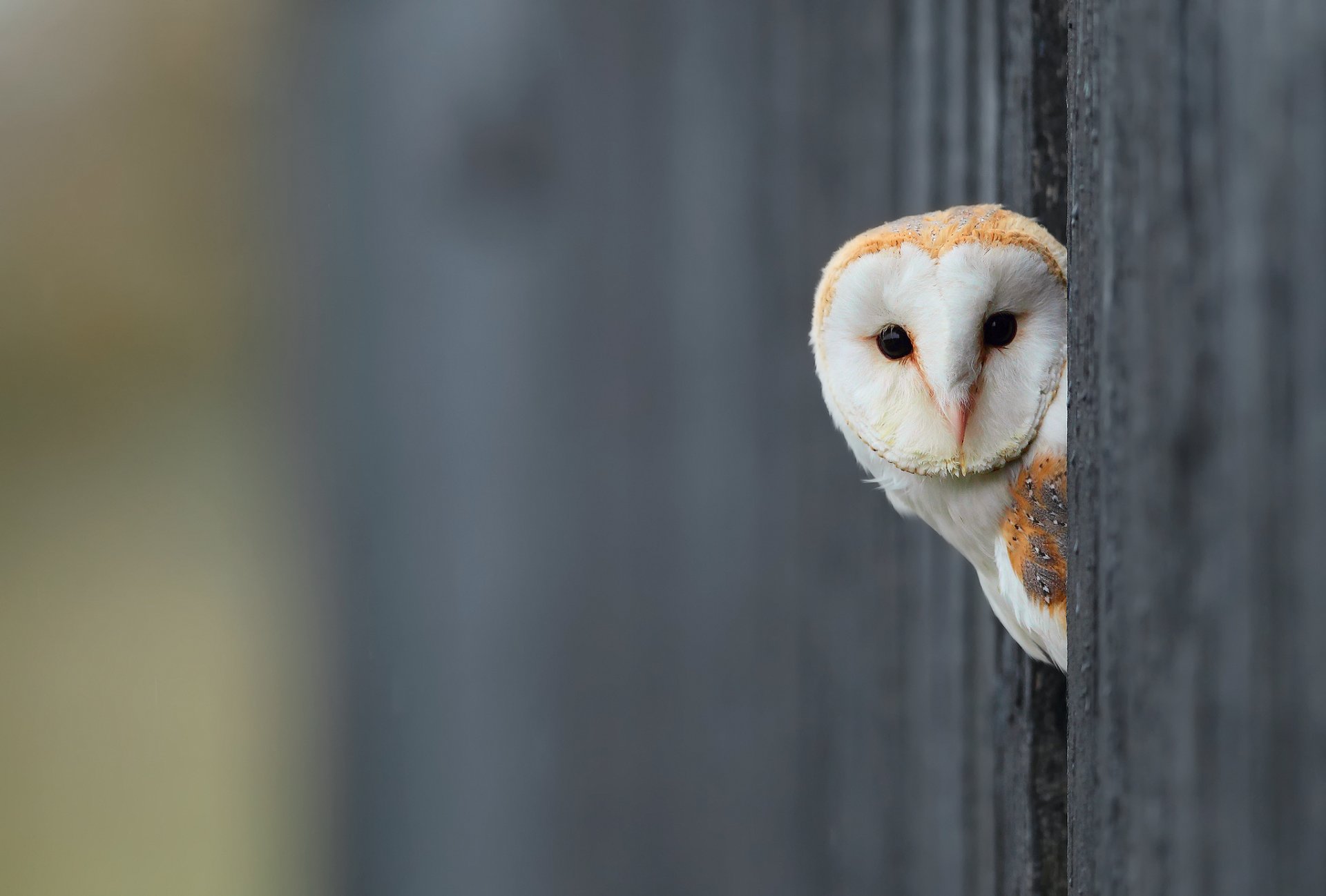 vogel eule weiß hintergrund