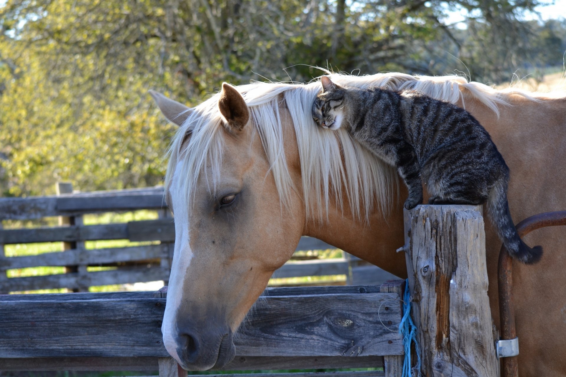 pferd pferd katze katze freundschaft