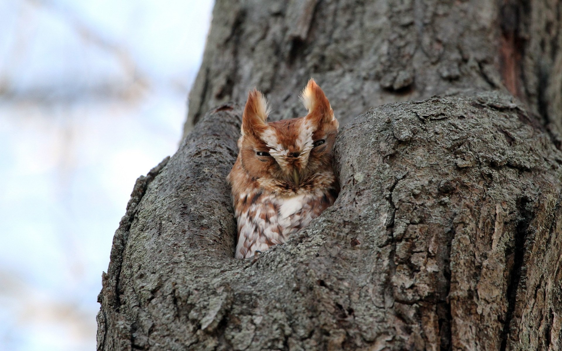 hibou arbre nature