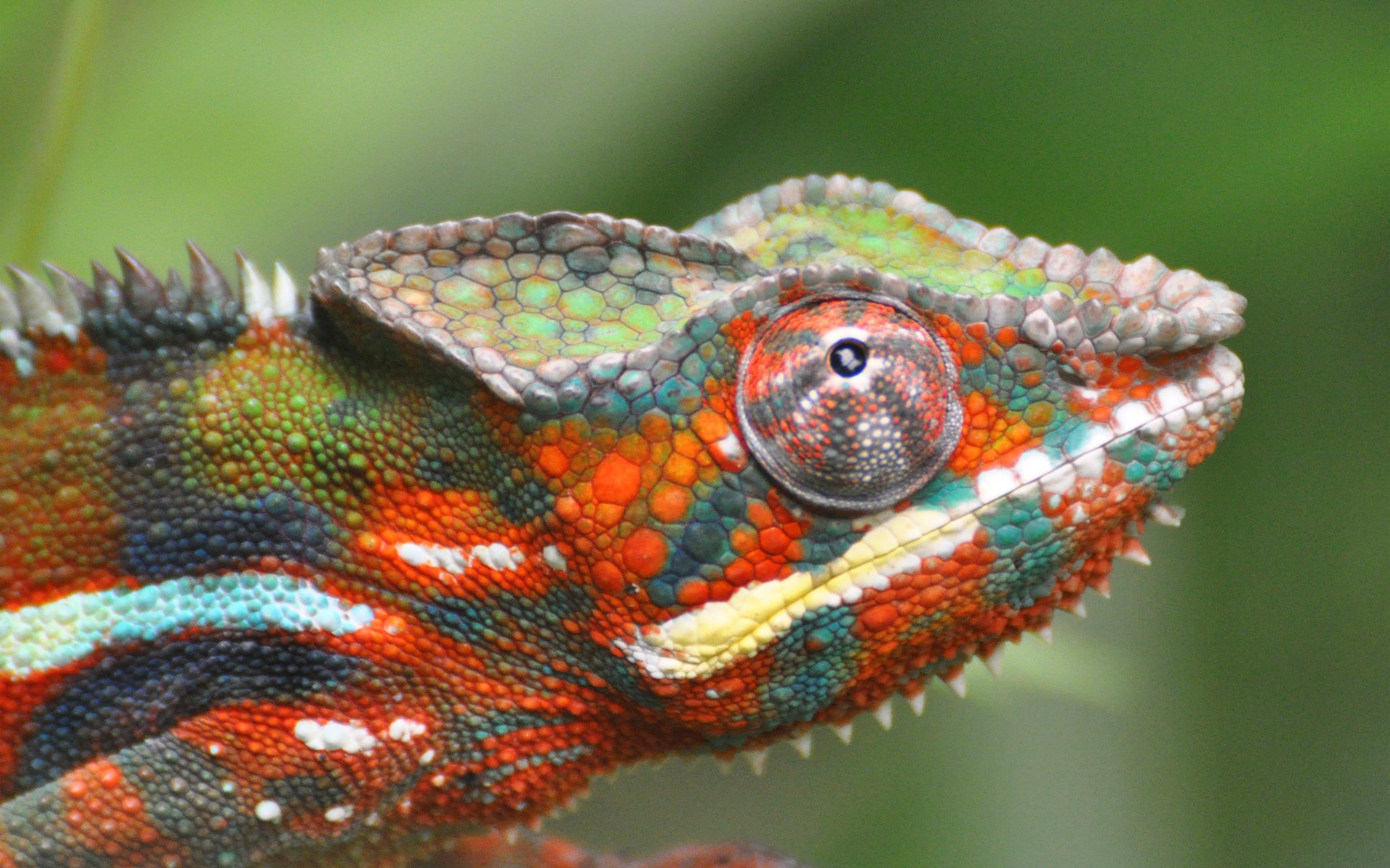 camaleonte colorato lucertola messa a fuoco