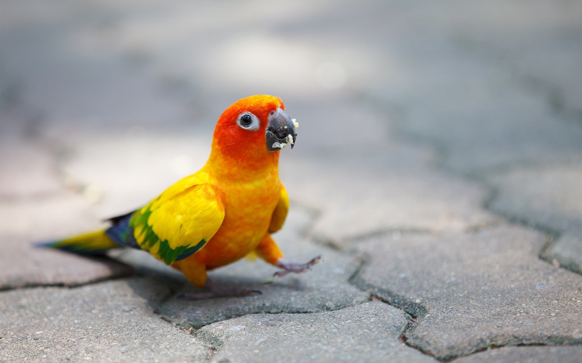 parrot bright poultry chips bridge